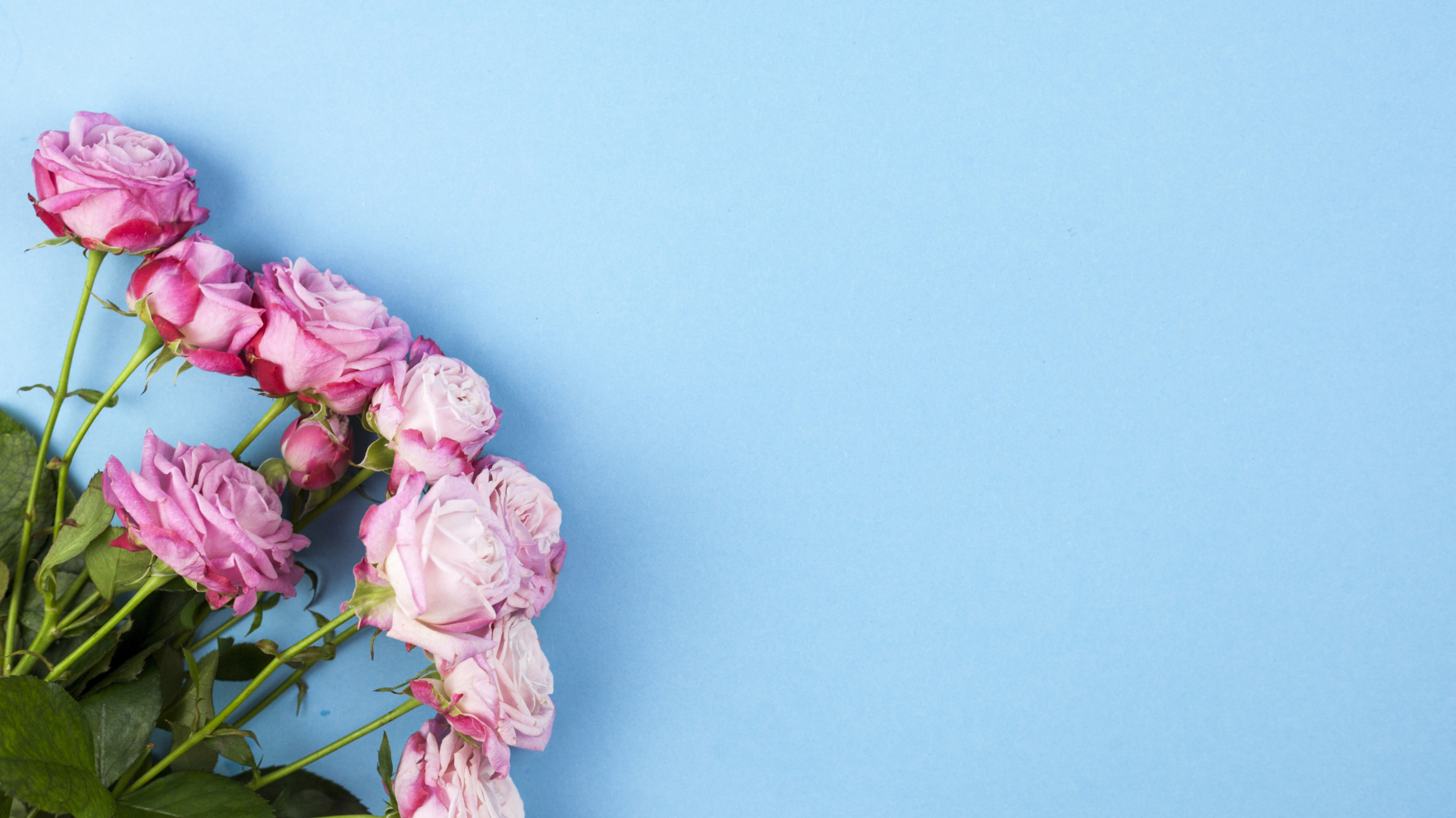 Букет розовых роз на голубом фоне, шаблон для открытки 