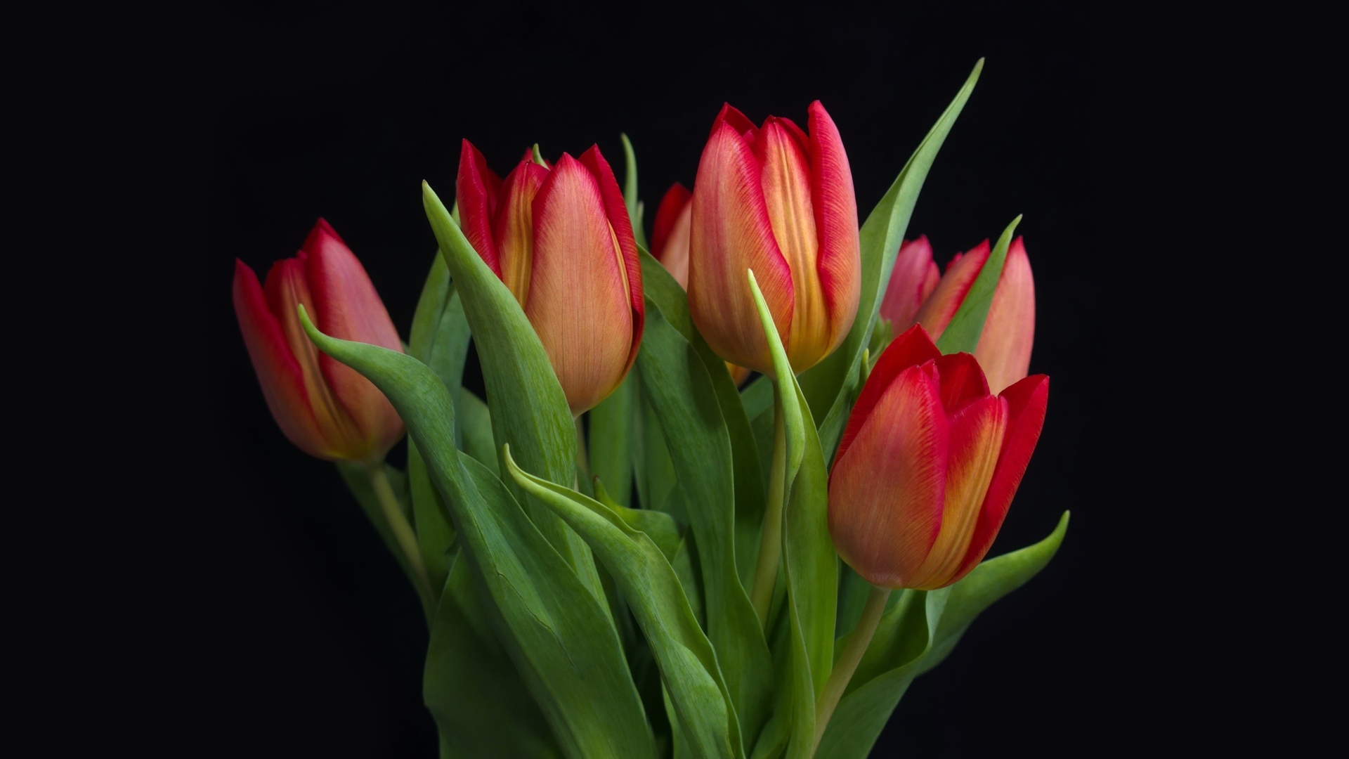 Букет красных весенних тюльпанов на черном фоне