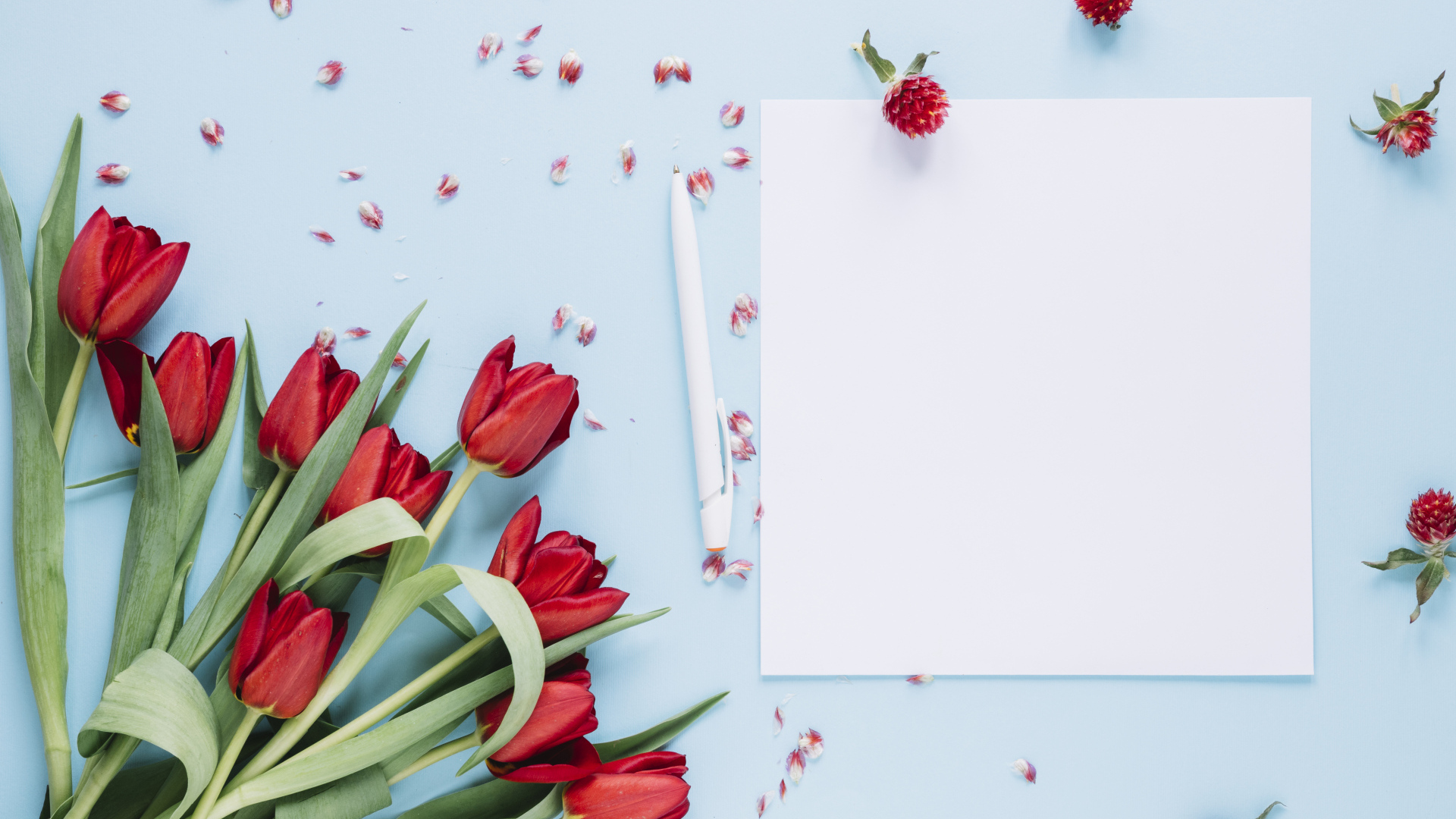 Букет красных тюльпанов с белыми листами на голубом фоне, шаблон 