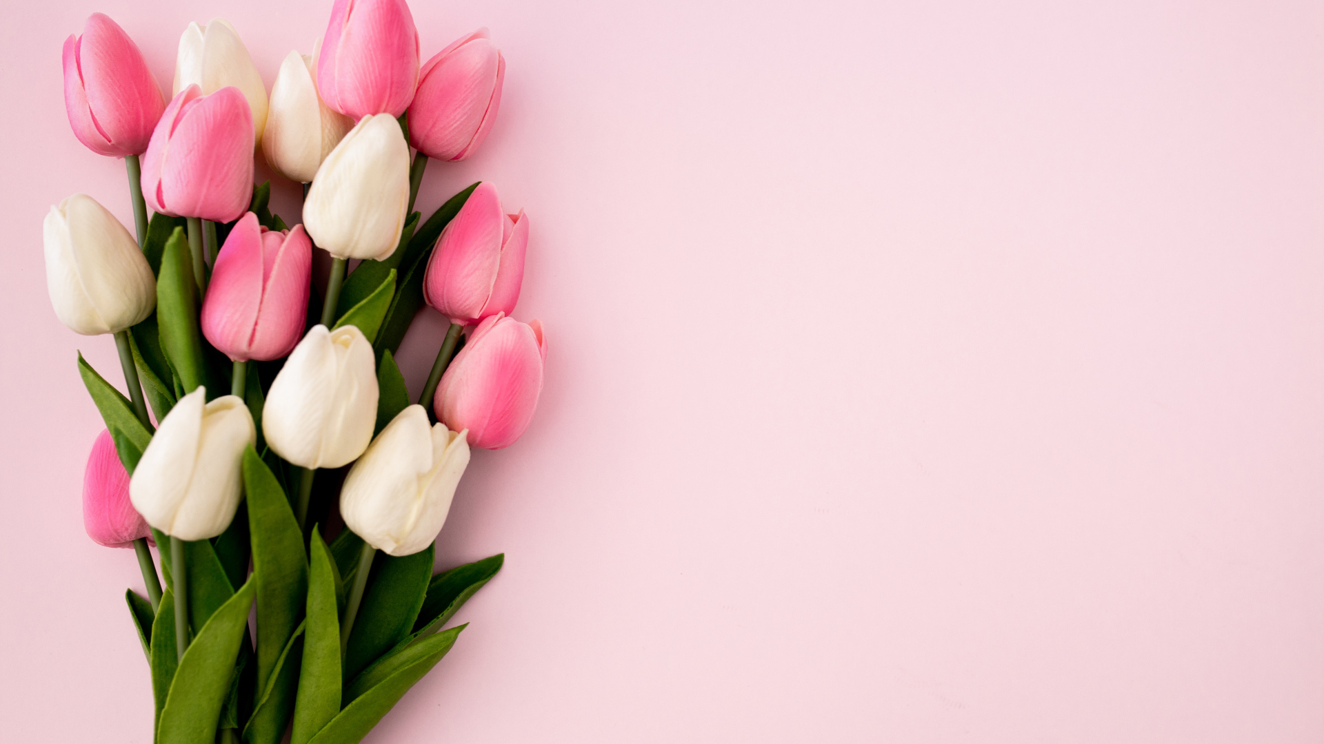 Букет белых и розовых тюльпанов на розовом фоне