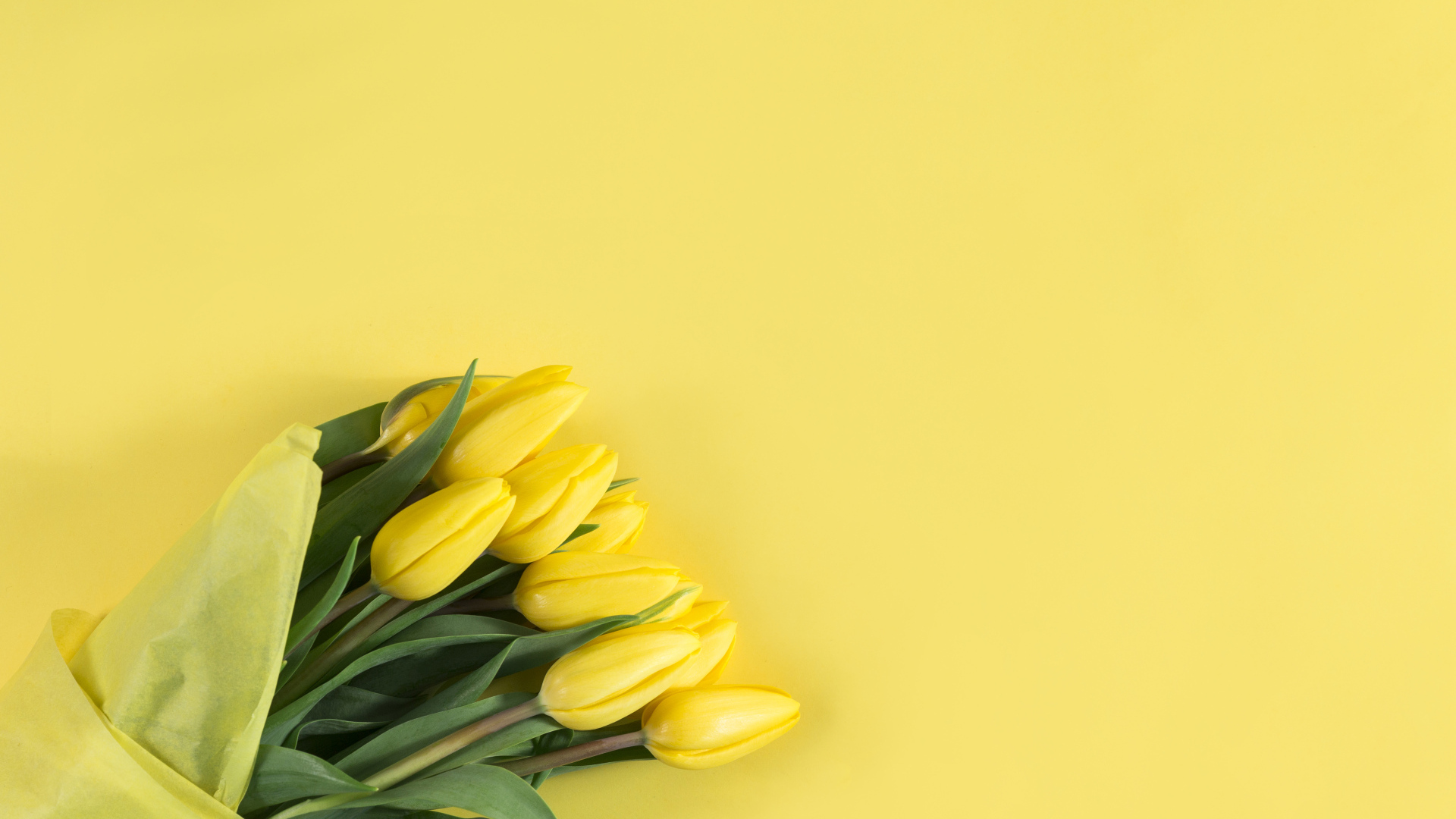 Букет желтых тюльпанов в бумаге на желтом фоне
