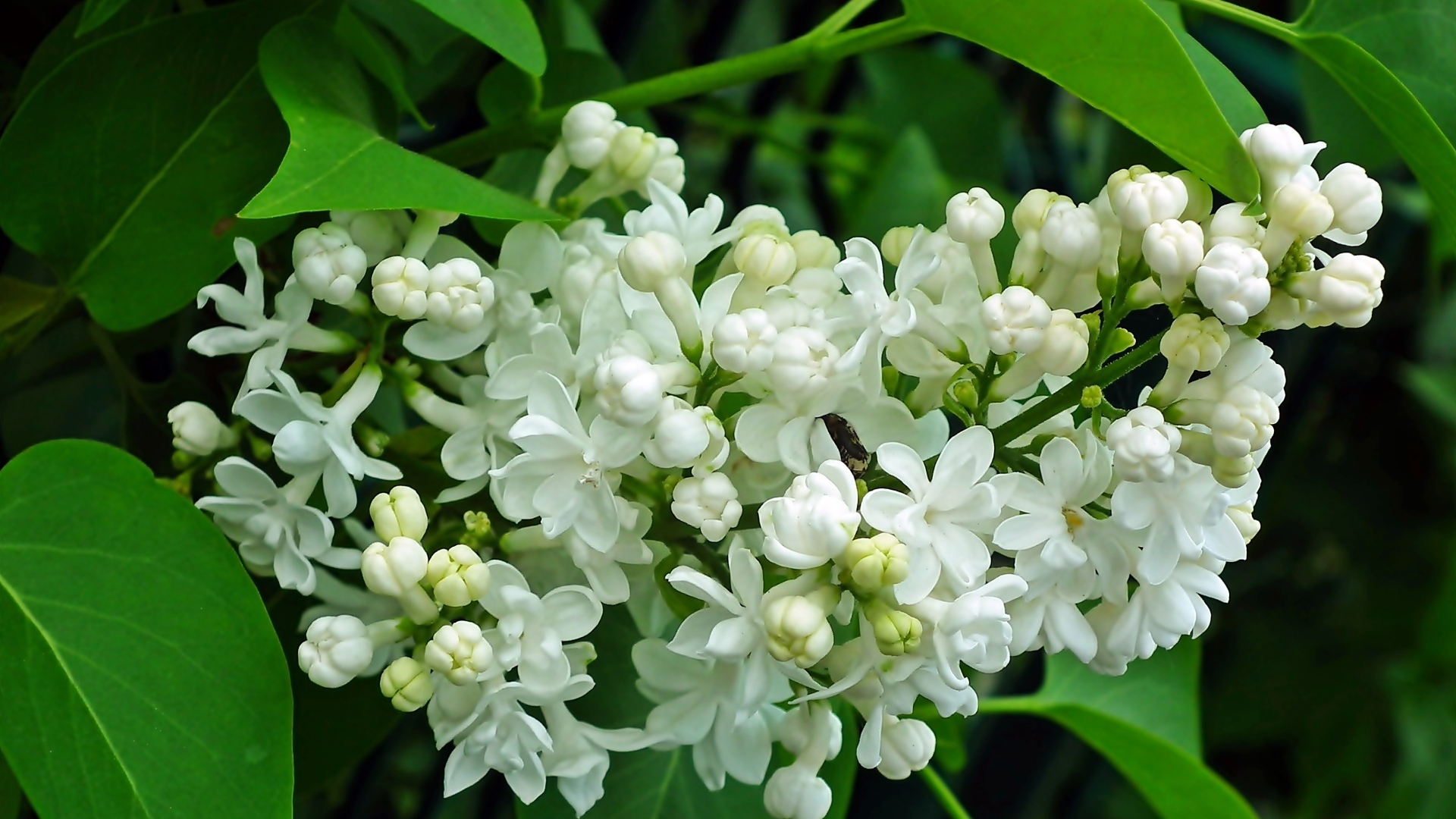 Ветка с нежными белыми цветами сирени