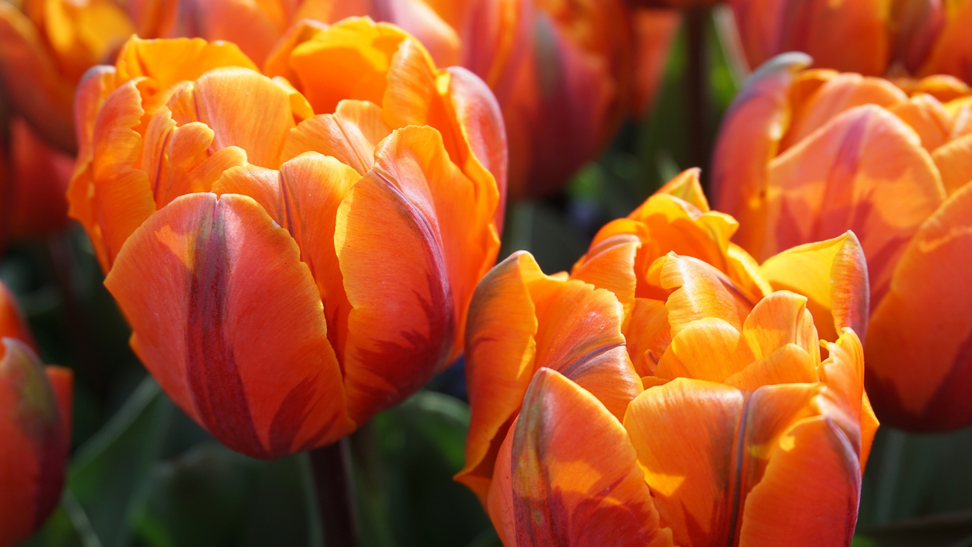 Яркие оранжевые тюльпаны крупным планом