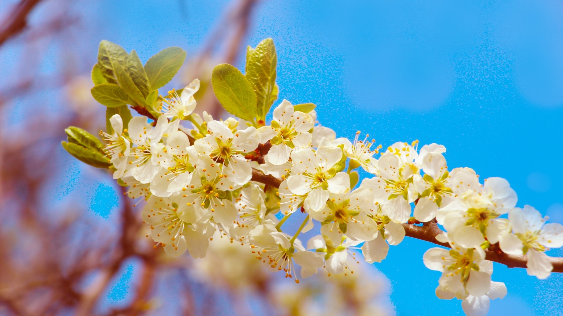 Ветка черешни с крупными цветами на фоне неба