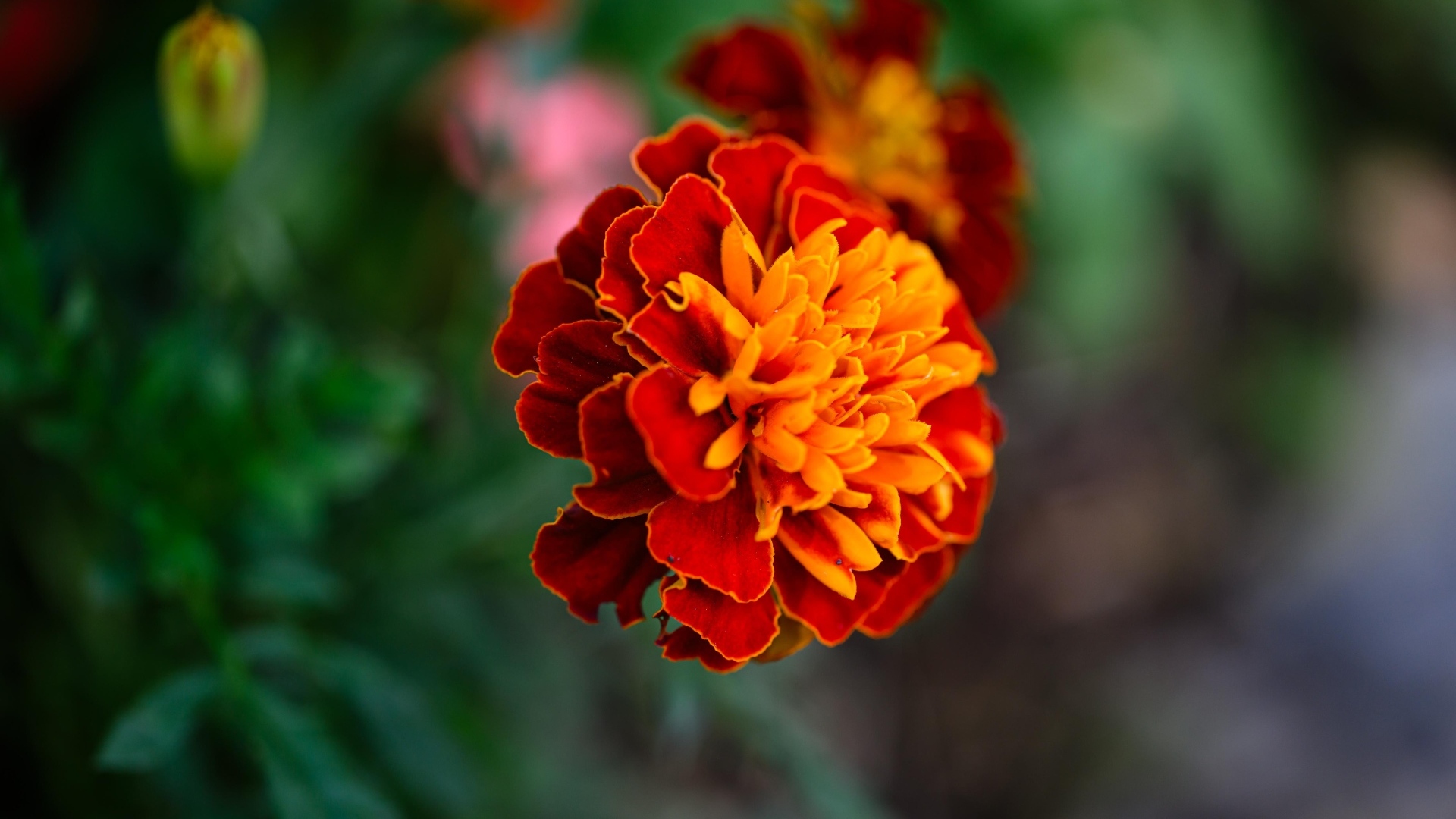 Цветок садового бархатца крупным планом