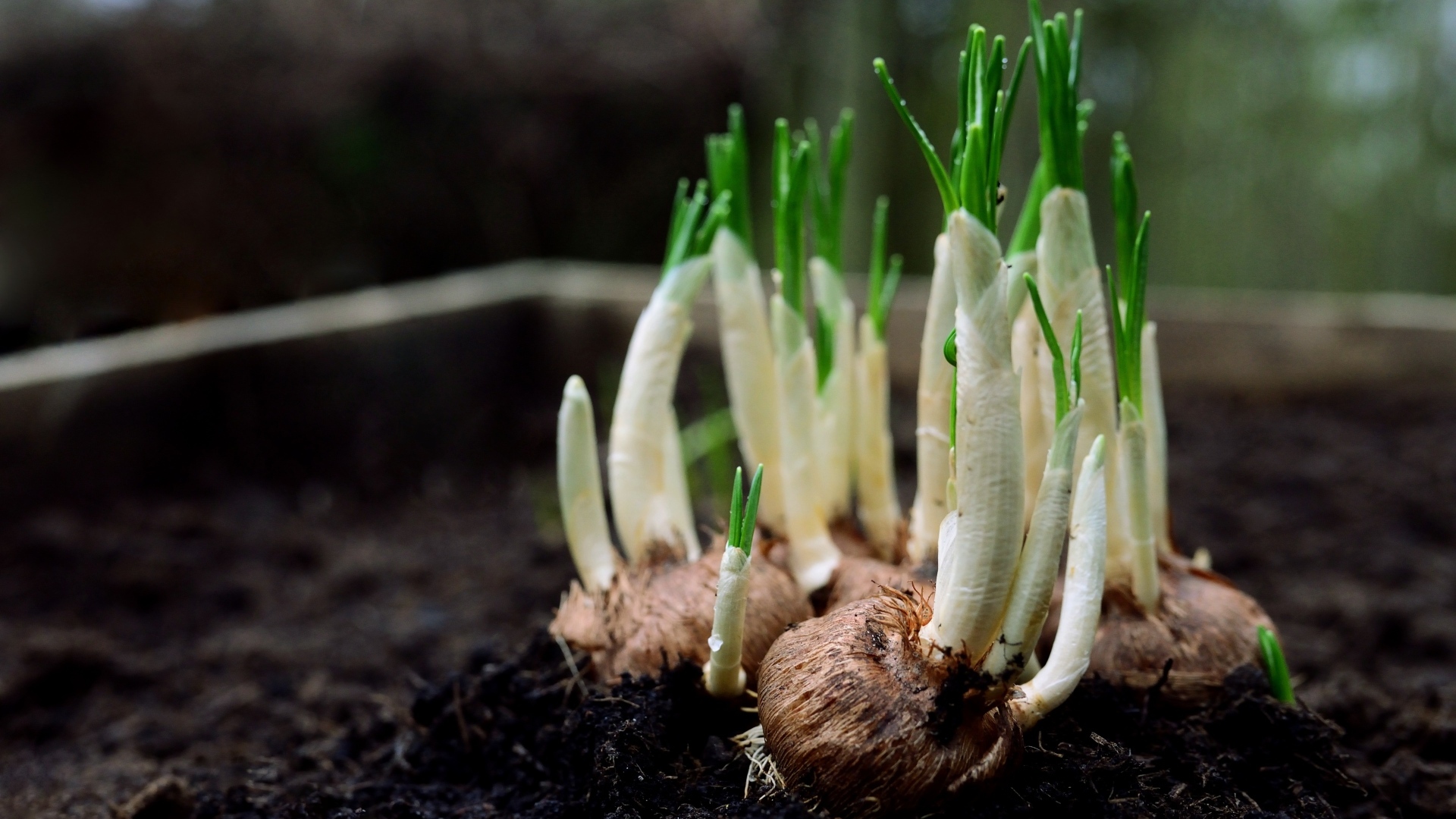 Цветы крокуса с зелеными листьями крупным планом