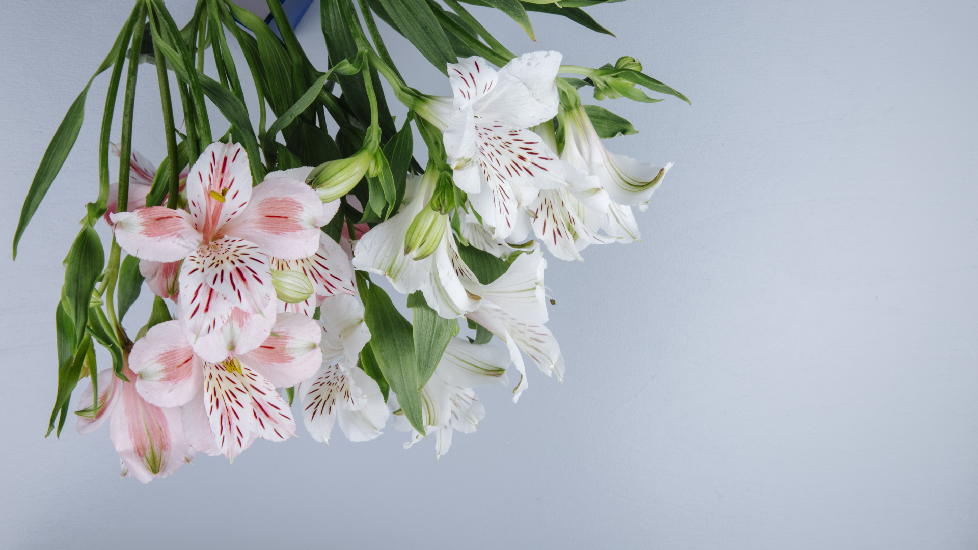 Нежные цветы альстромерии на сером фоне