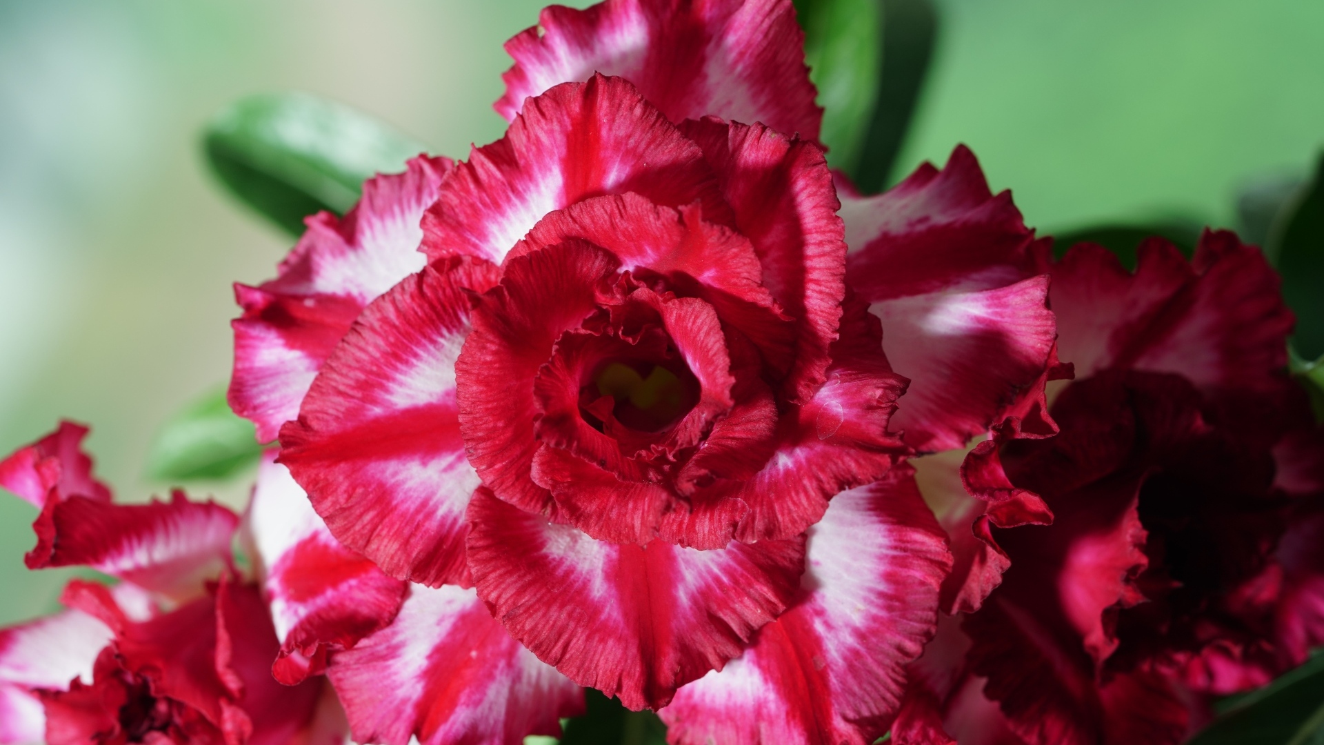 Нежные лепестки цветка адениум