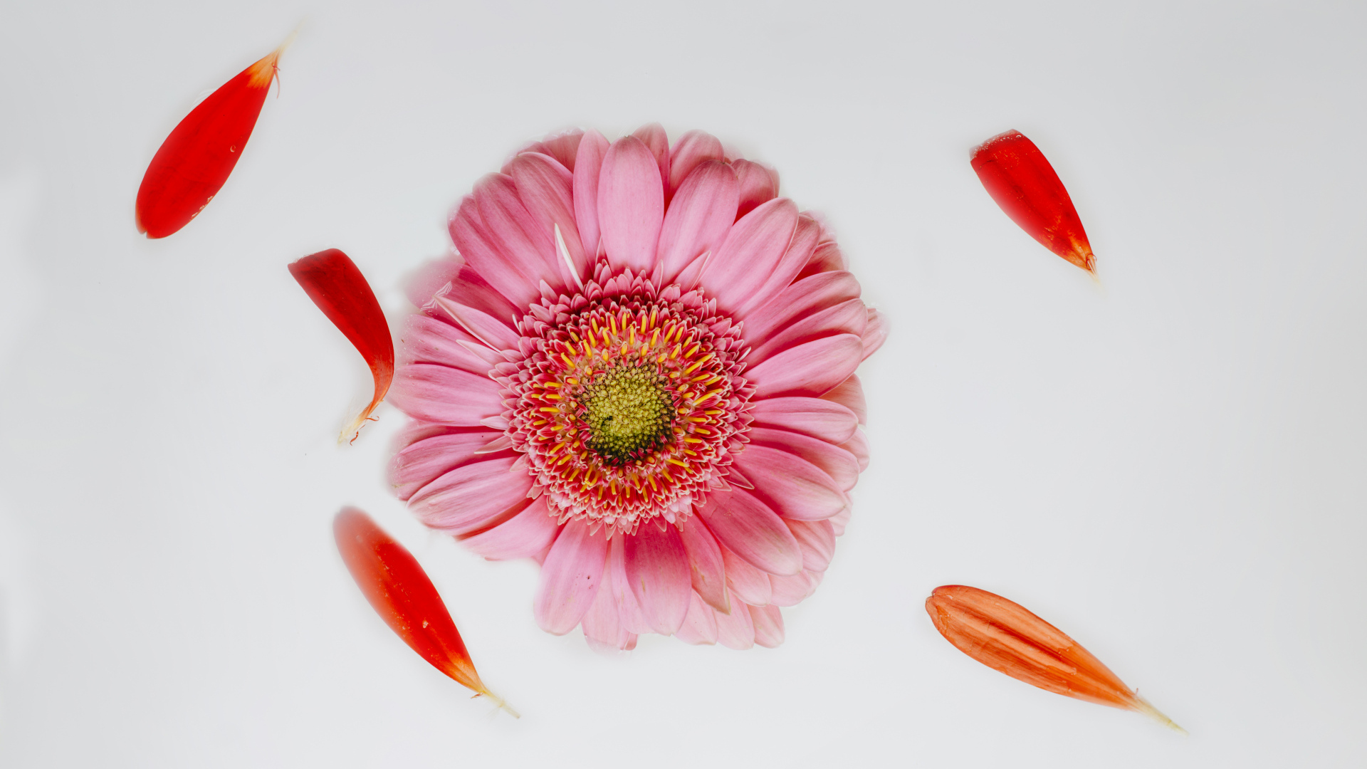 Нежная розовая гербера с лепестками на сером фоне