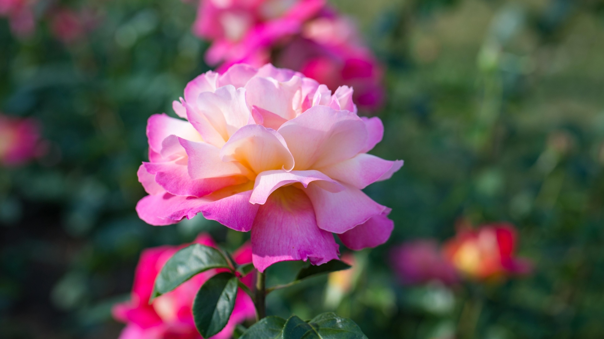 Нежные розовые розы на клумбе в парке