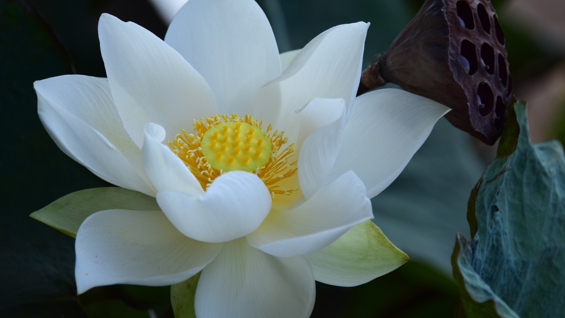 Нежный белый цветок лотоса крупным планом