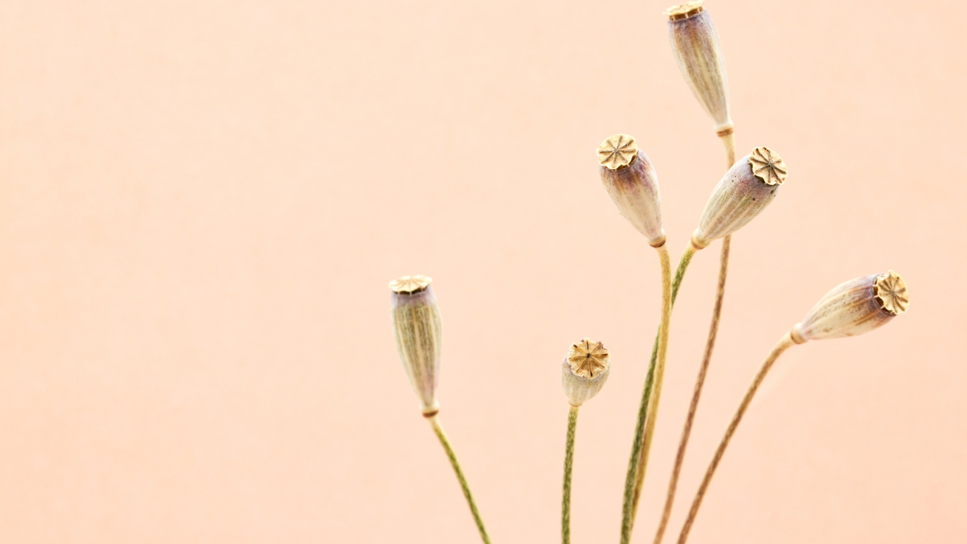 Высушенные отцветшие цветы на бежевом фоне