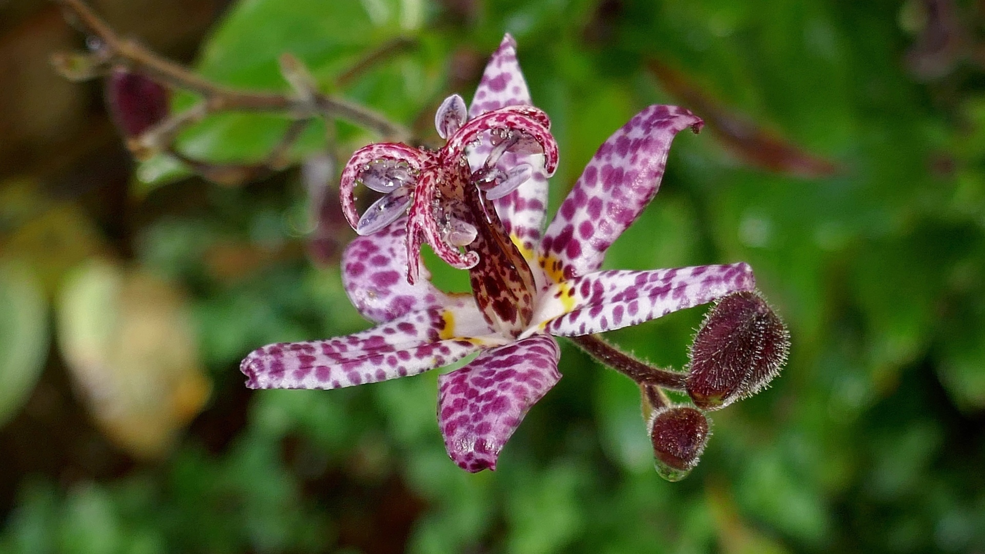 Экзотический пятнистый цветок орхидеи