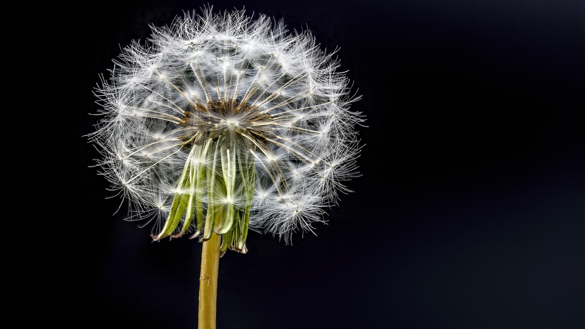 Отцветший белый одуванчик на черном фоне