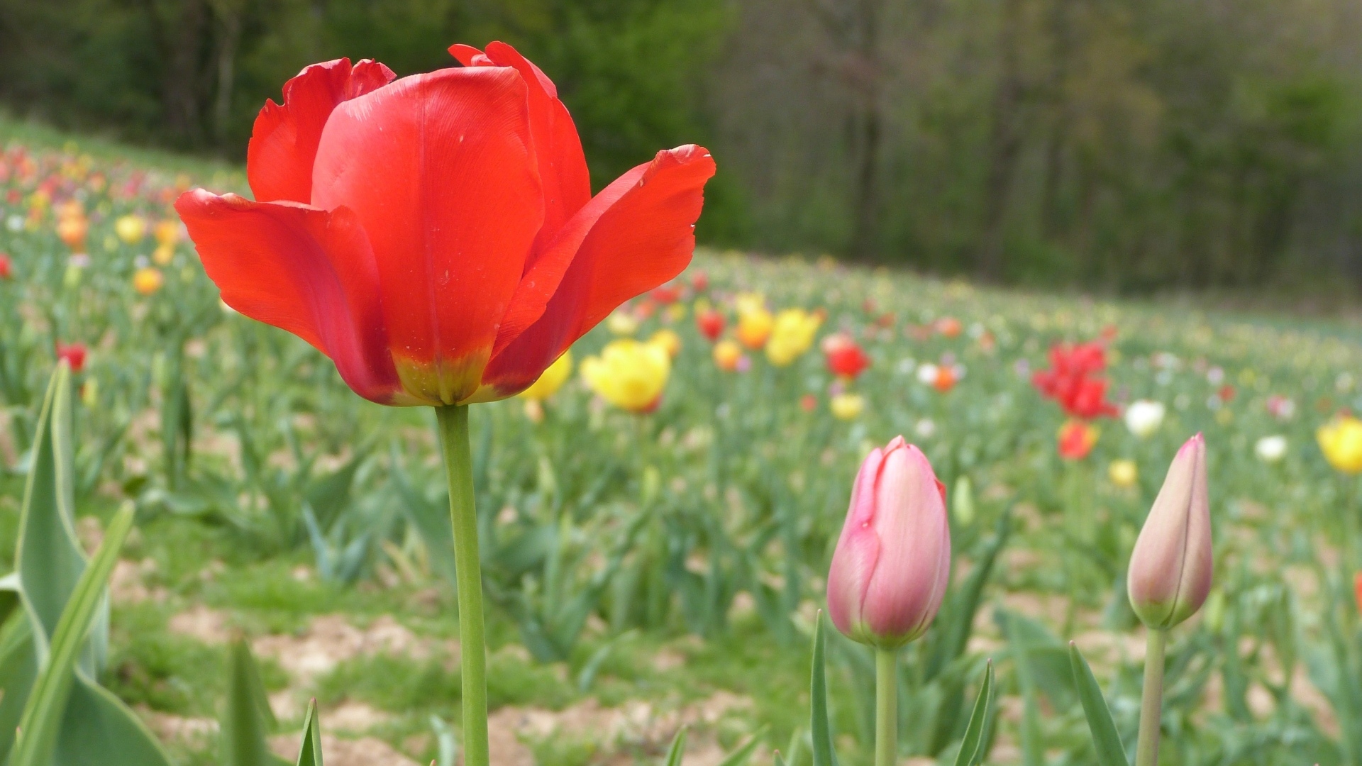 Поле с разноцветными тюльпанами в начале весны