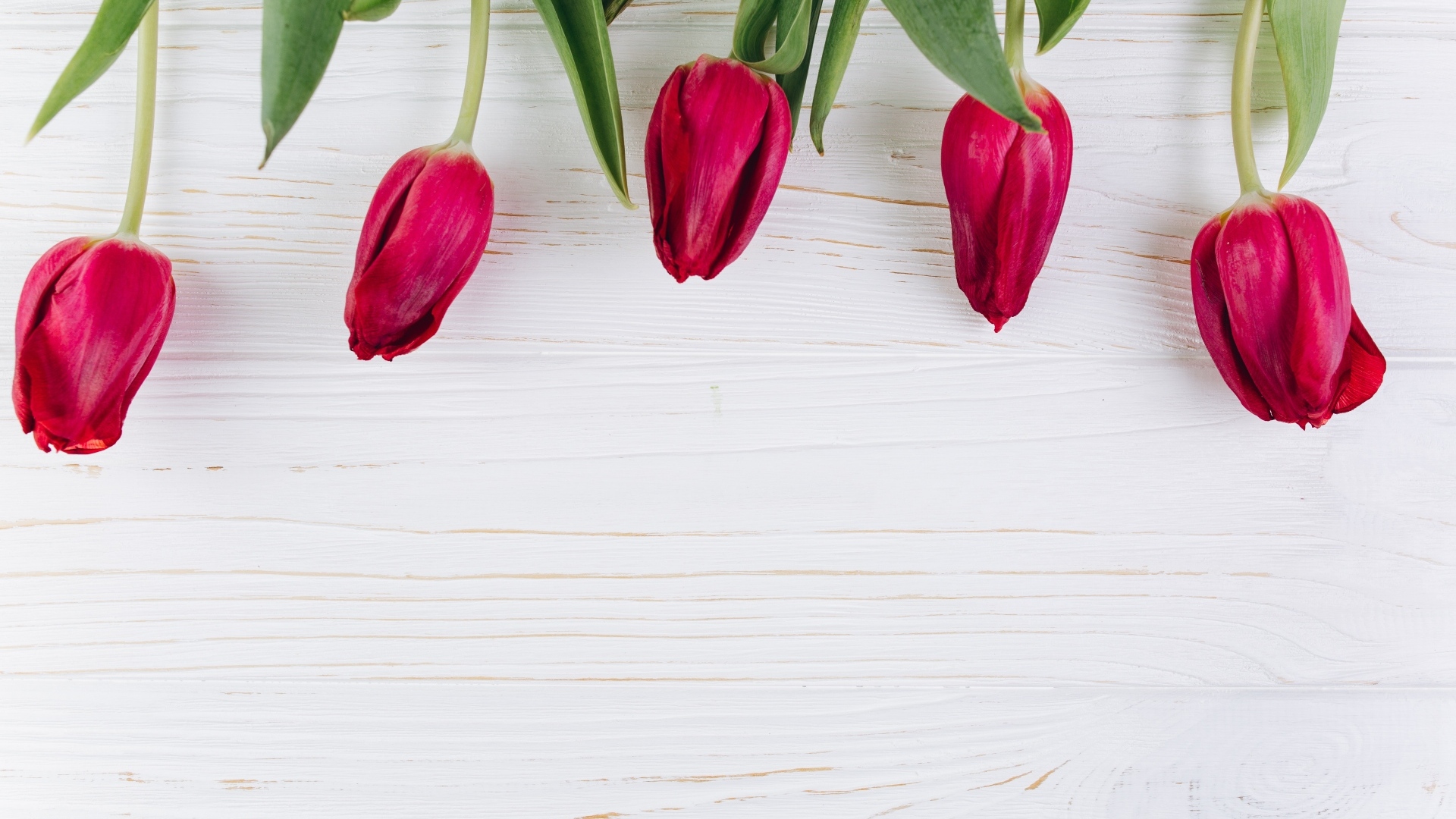 Пять красных тюльпанов на белом фоне