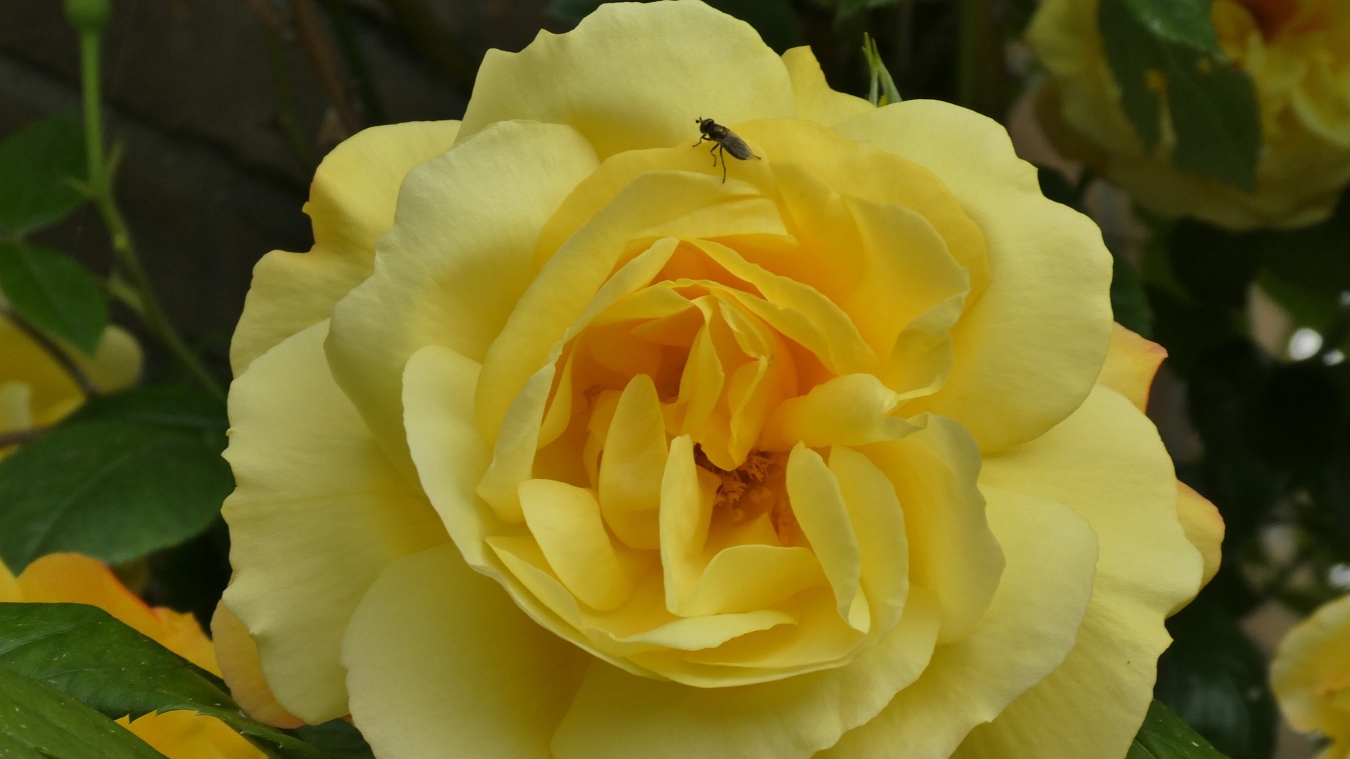 Ароматная садовая желтая роза с мухой