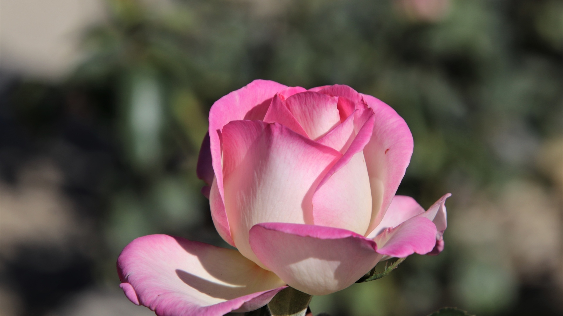 Ароматная розовая роза крупным планом