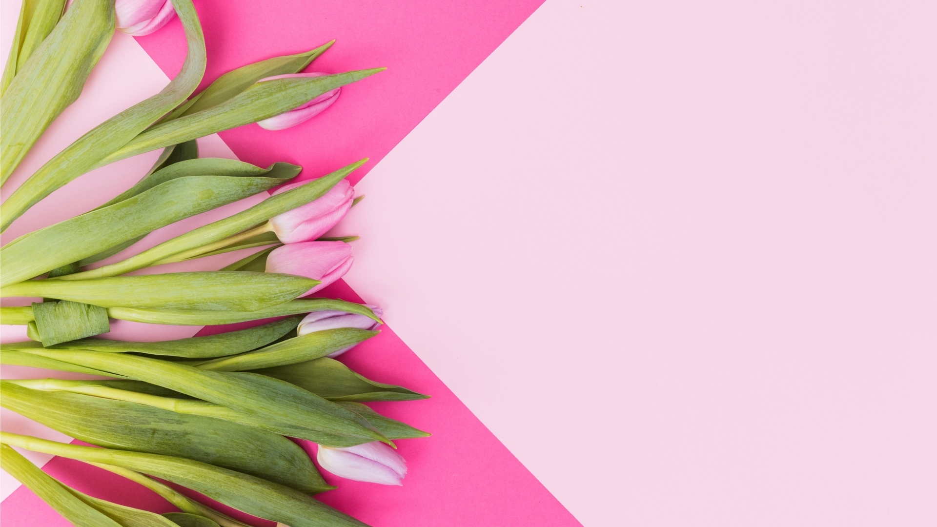 Свежие тюльпаны на нежном розовом фоне