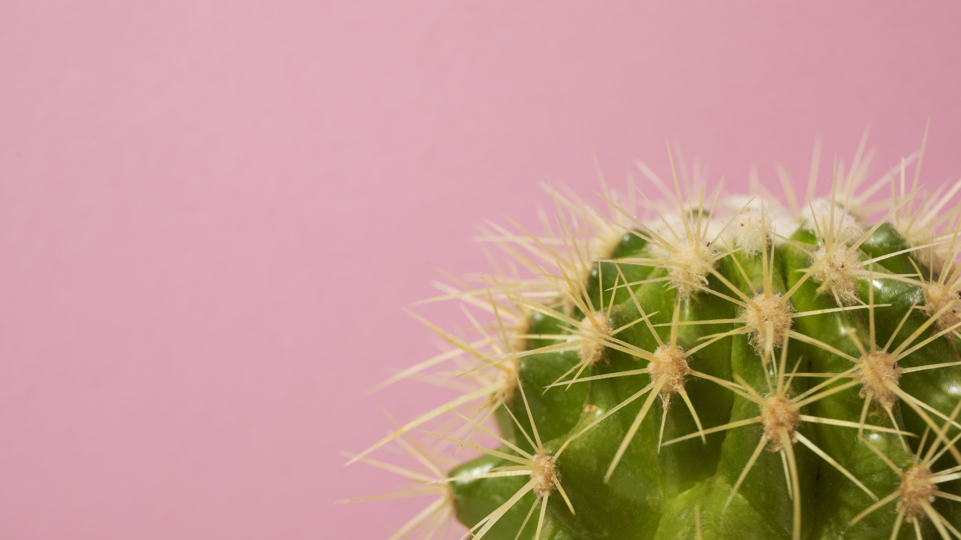 Зеленый колючий кактус на розовом фоне