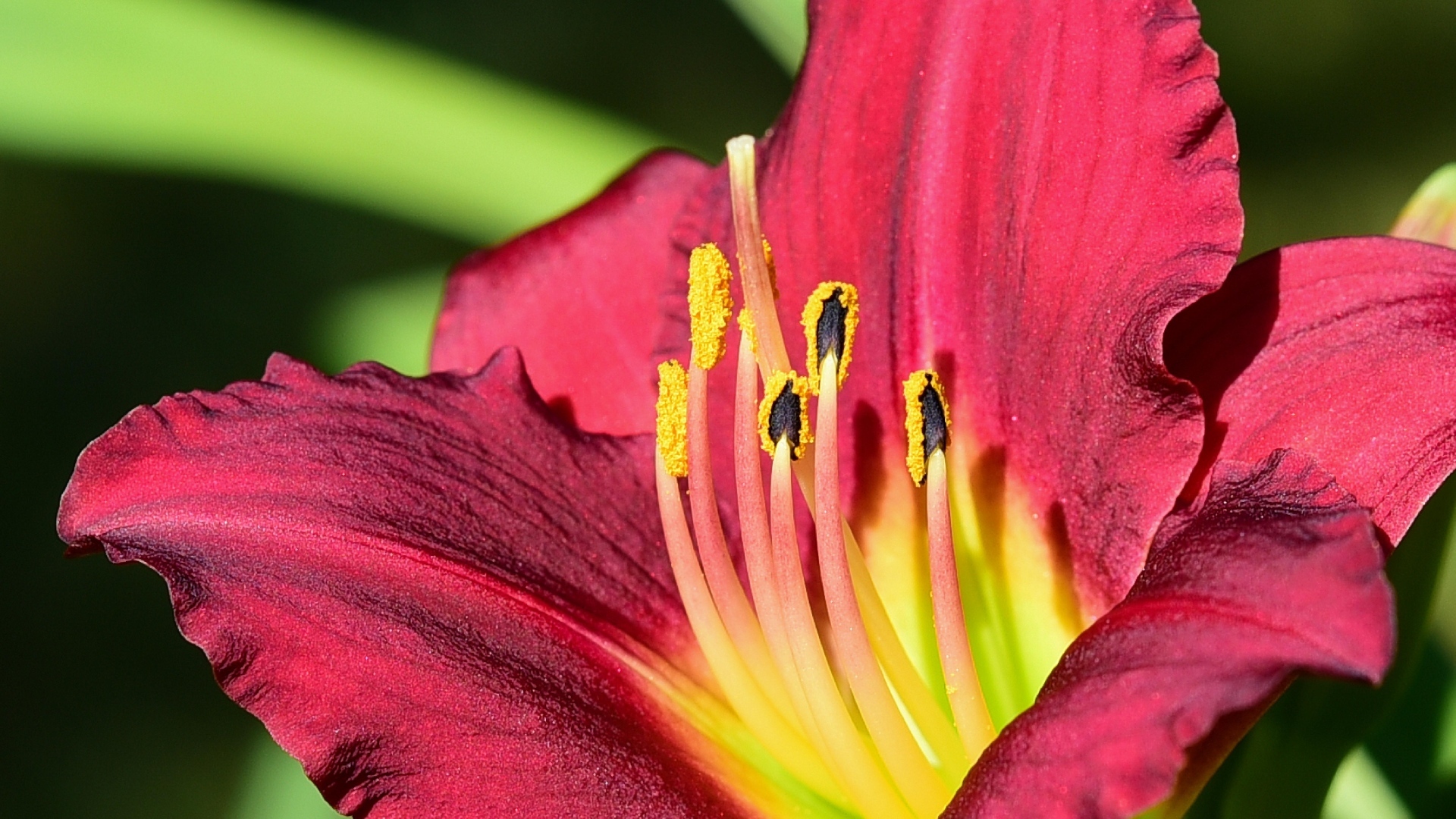 Большие бордовые лепестки лилейника