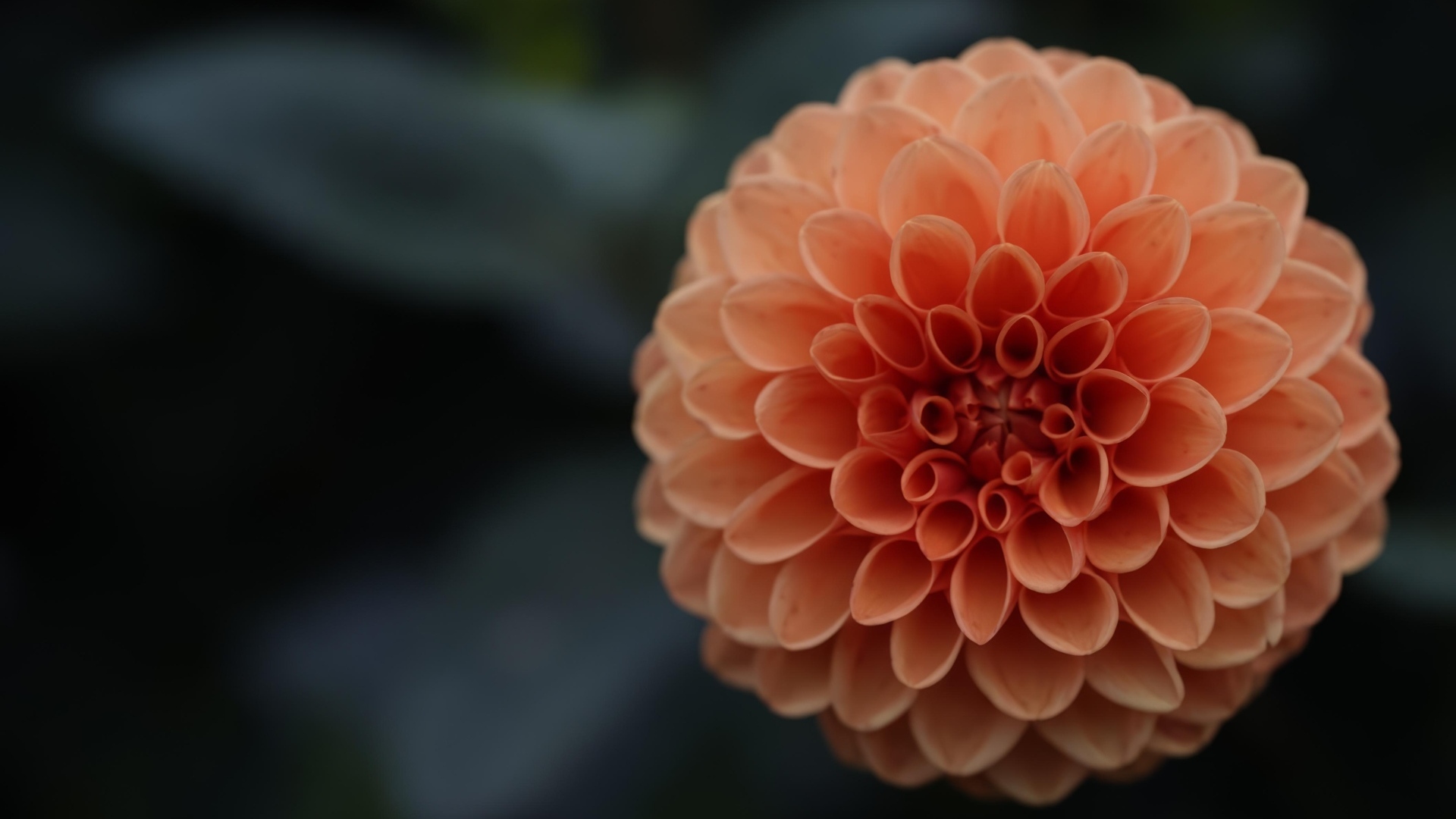 Большой оранжевый цветок георгина крупным планом