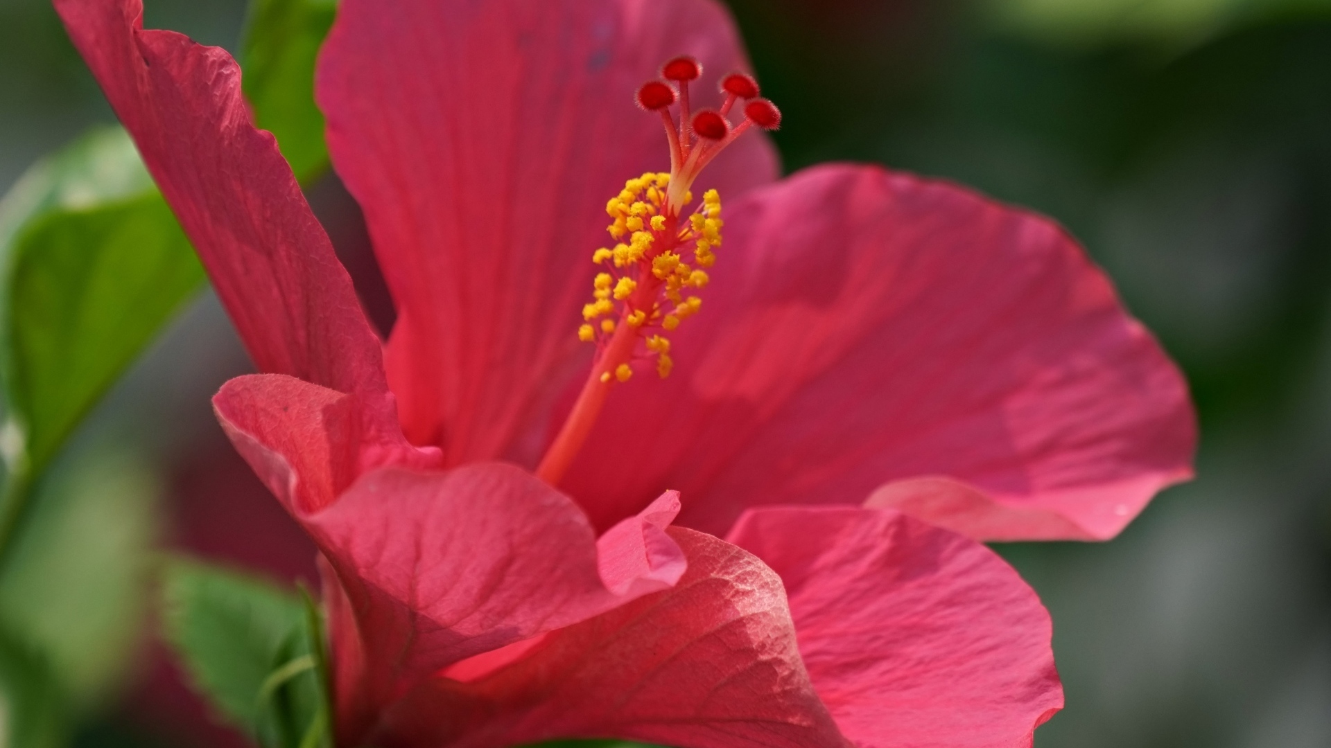 Большой розовый гибискус крупным планом