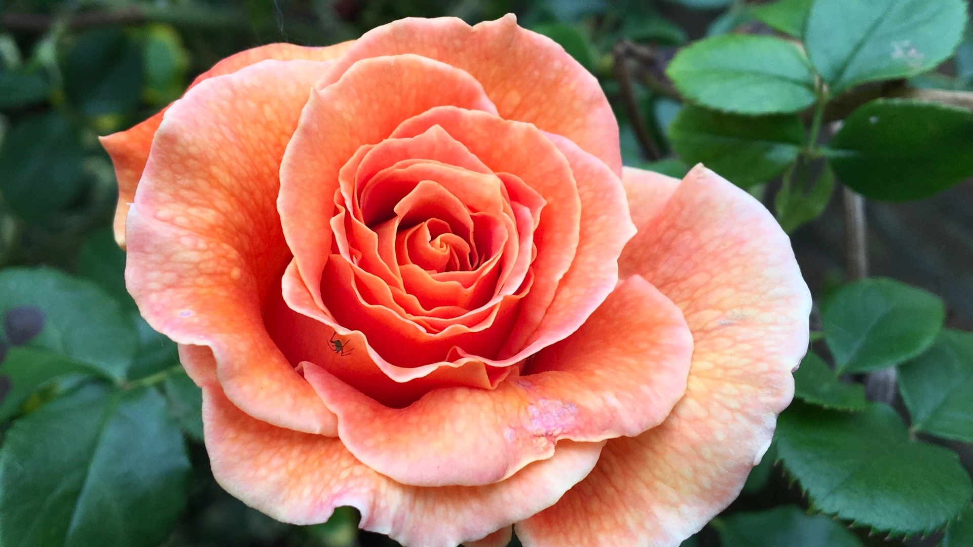 Большая розовая роза на клумбе