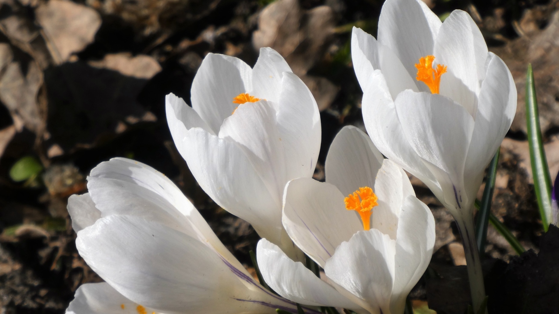 Крупные белые крокусы весной на клумбе