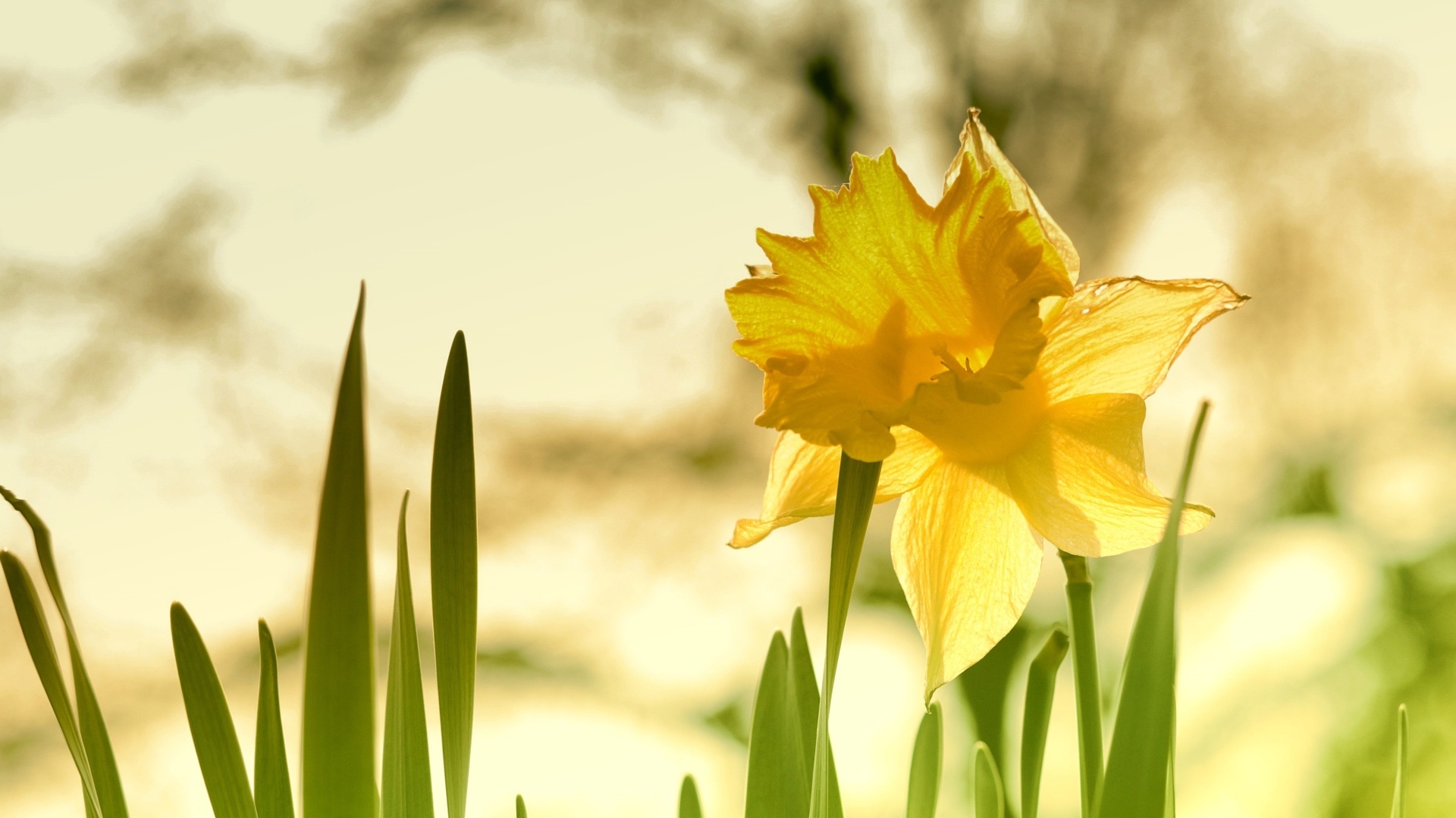 Крупный желтый цветок нарцисса