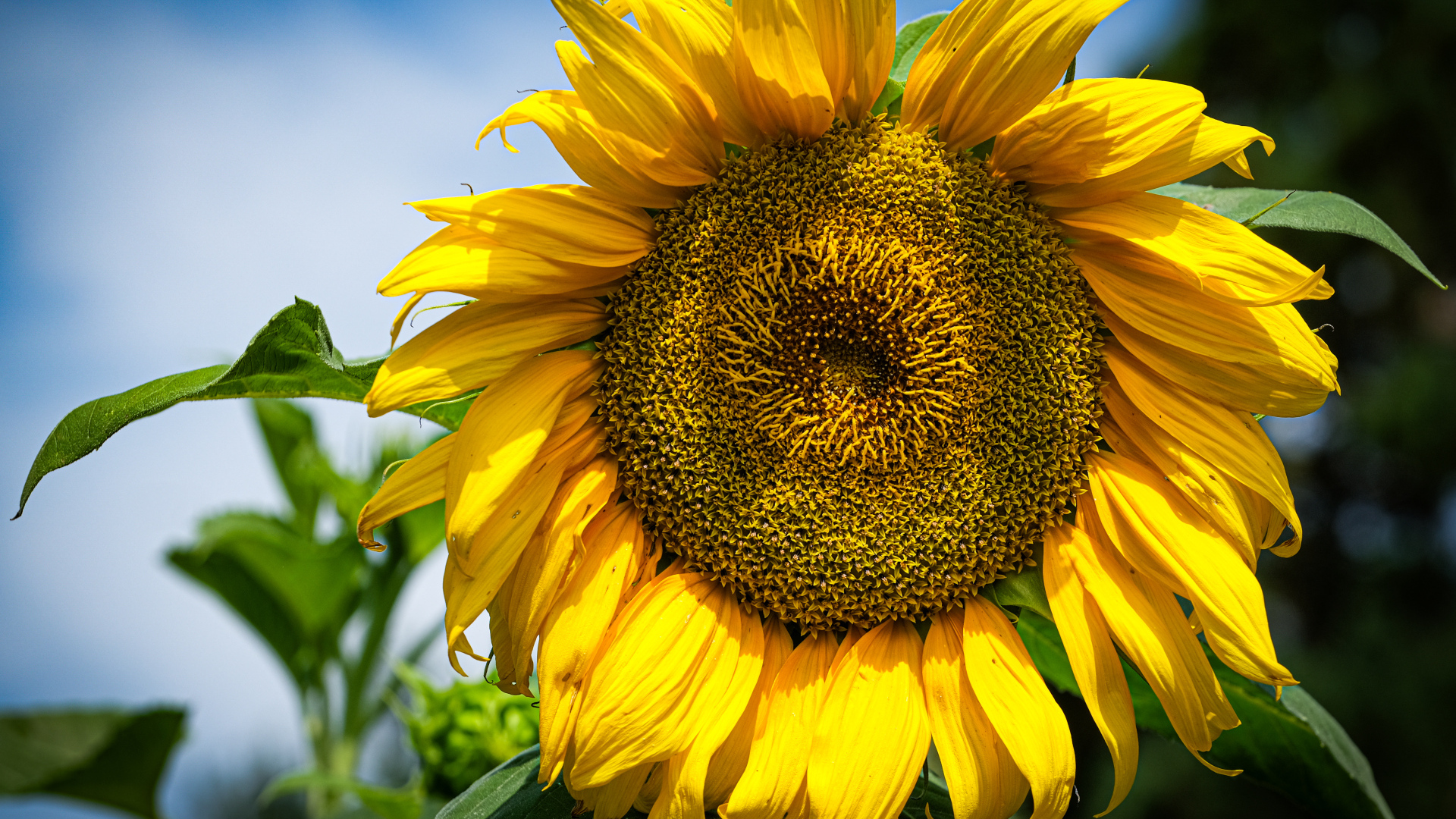 Большой желтый подсолнух на фоне голубого неба