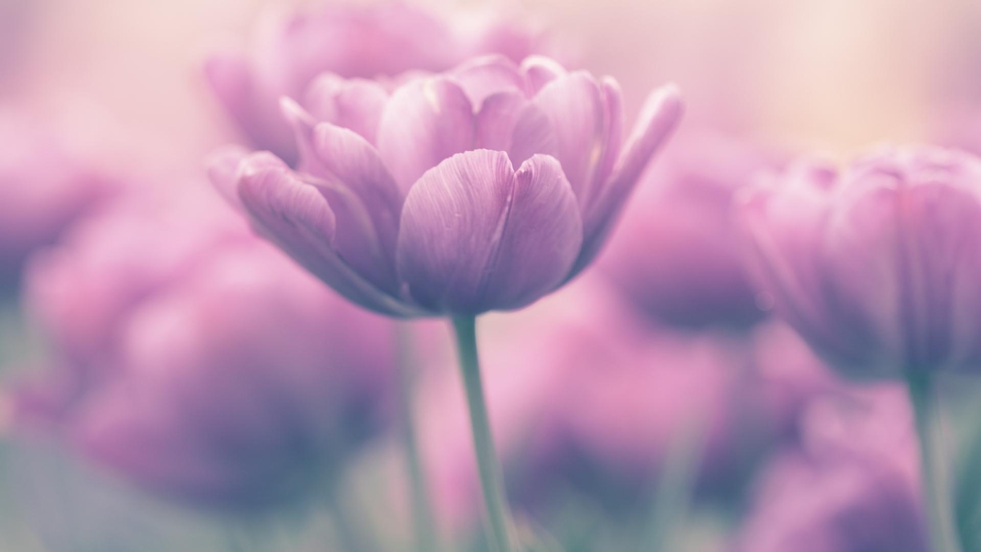 Сиреневый тюльпан крупным планом