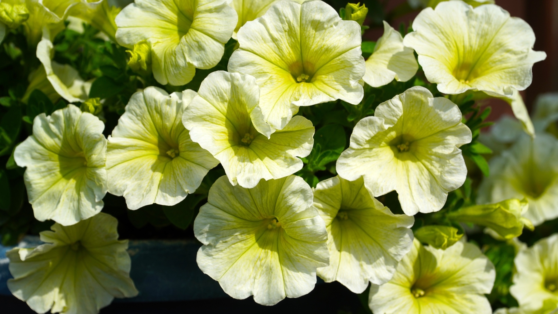 Много садовых цветок петунии