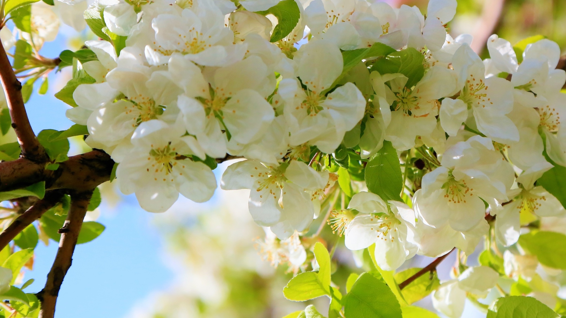 Пышная цветущая ветка яблони