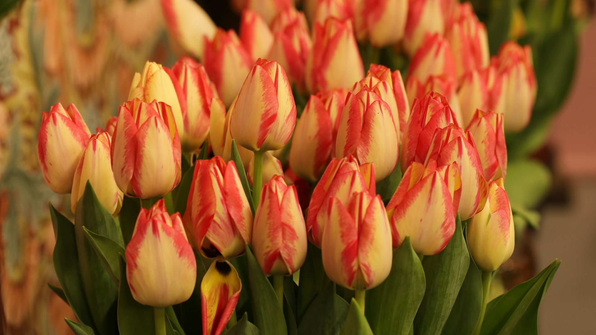 Много оранжевых тюльпанов крупным планом