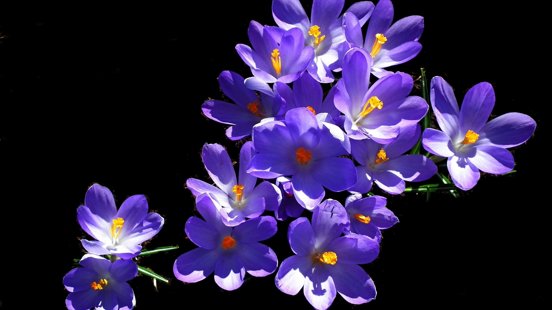 Много фиолетовых крокусов на черном фоне