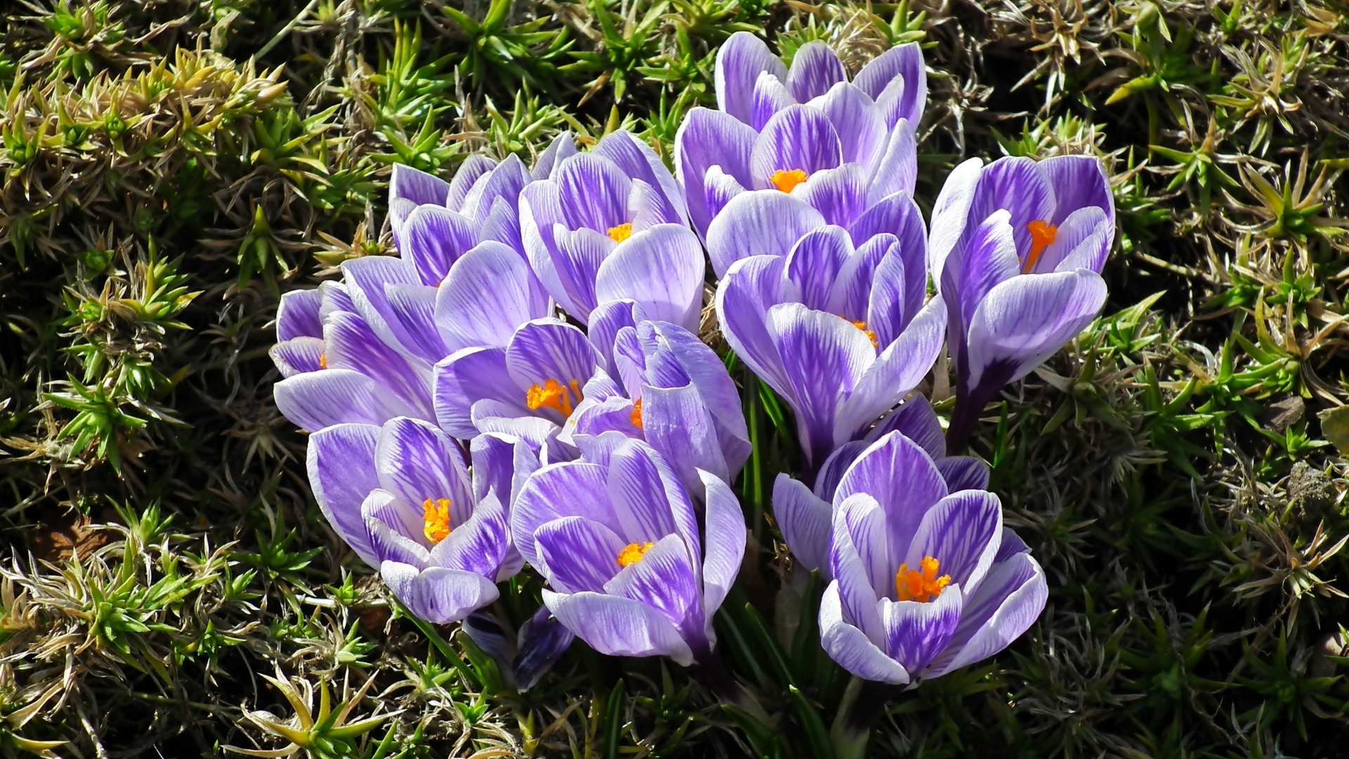 Много маленький ярких фиолетовых цветов крокуса