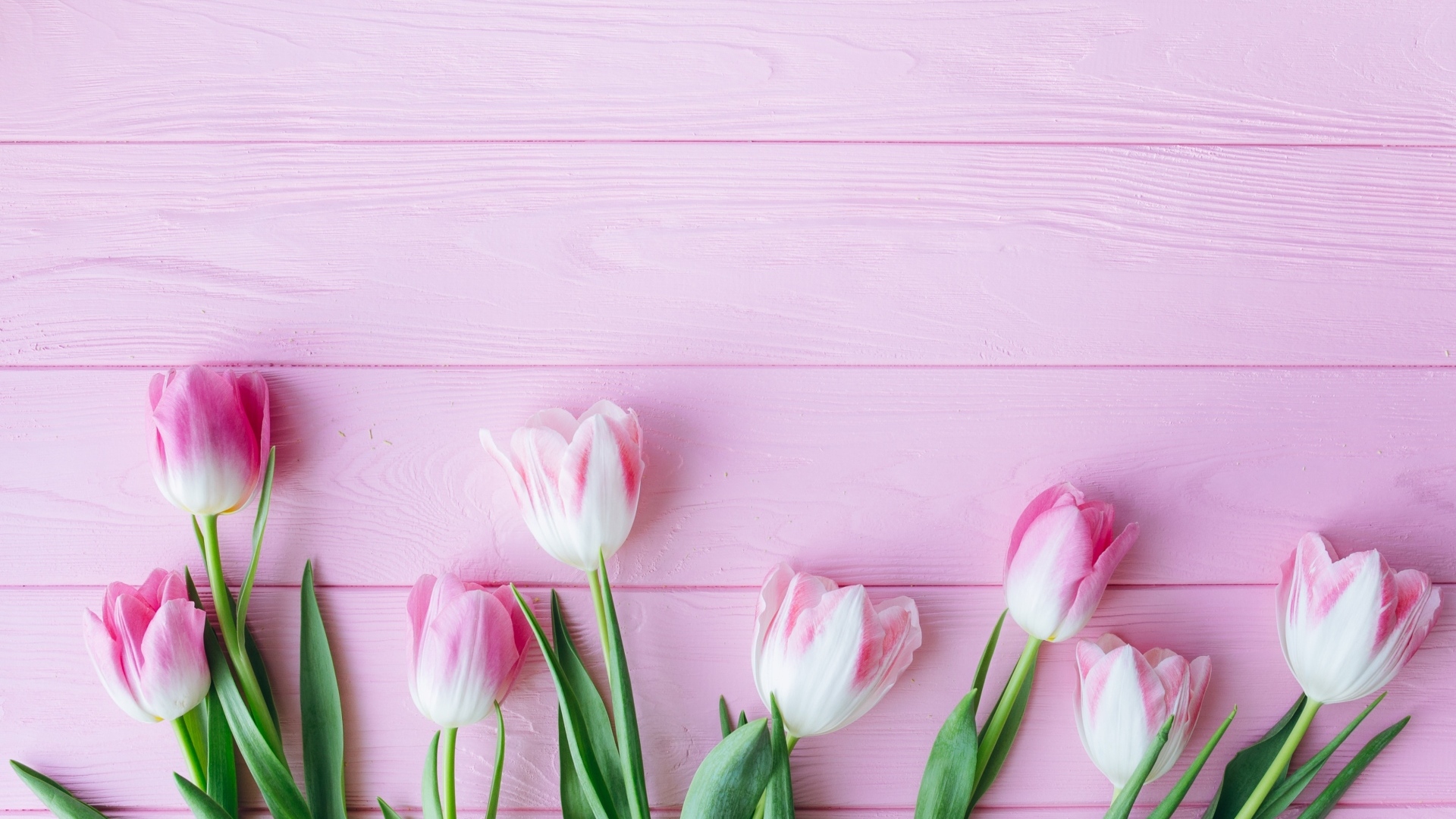 Много тюльпанов на розовом фоне