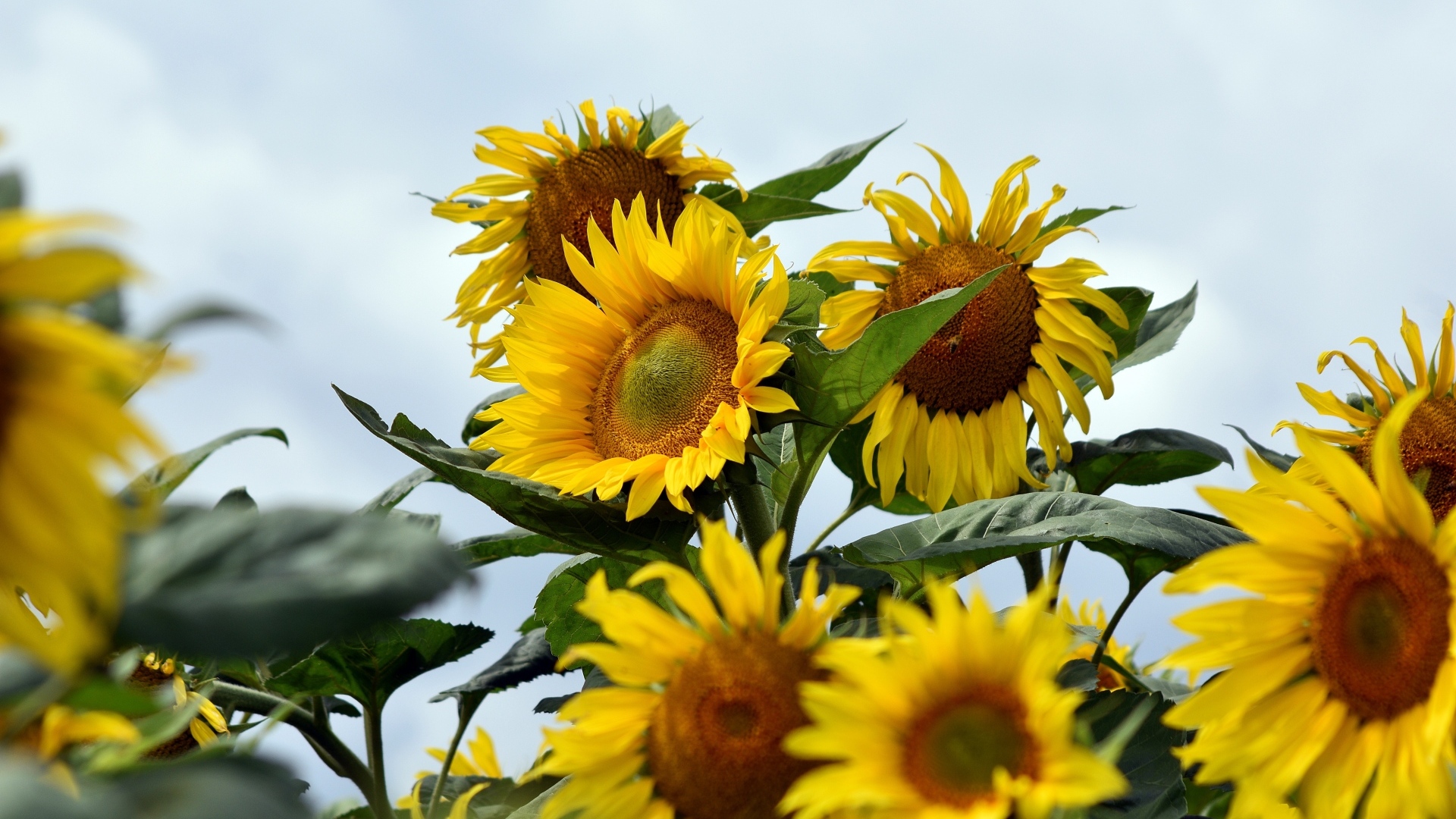 Много желтых подсолнухов на поле летом