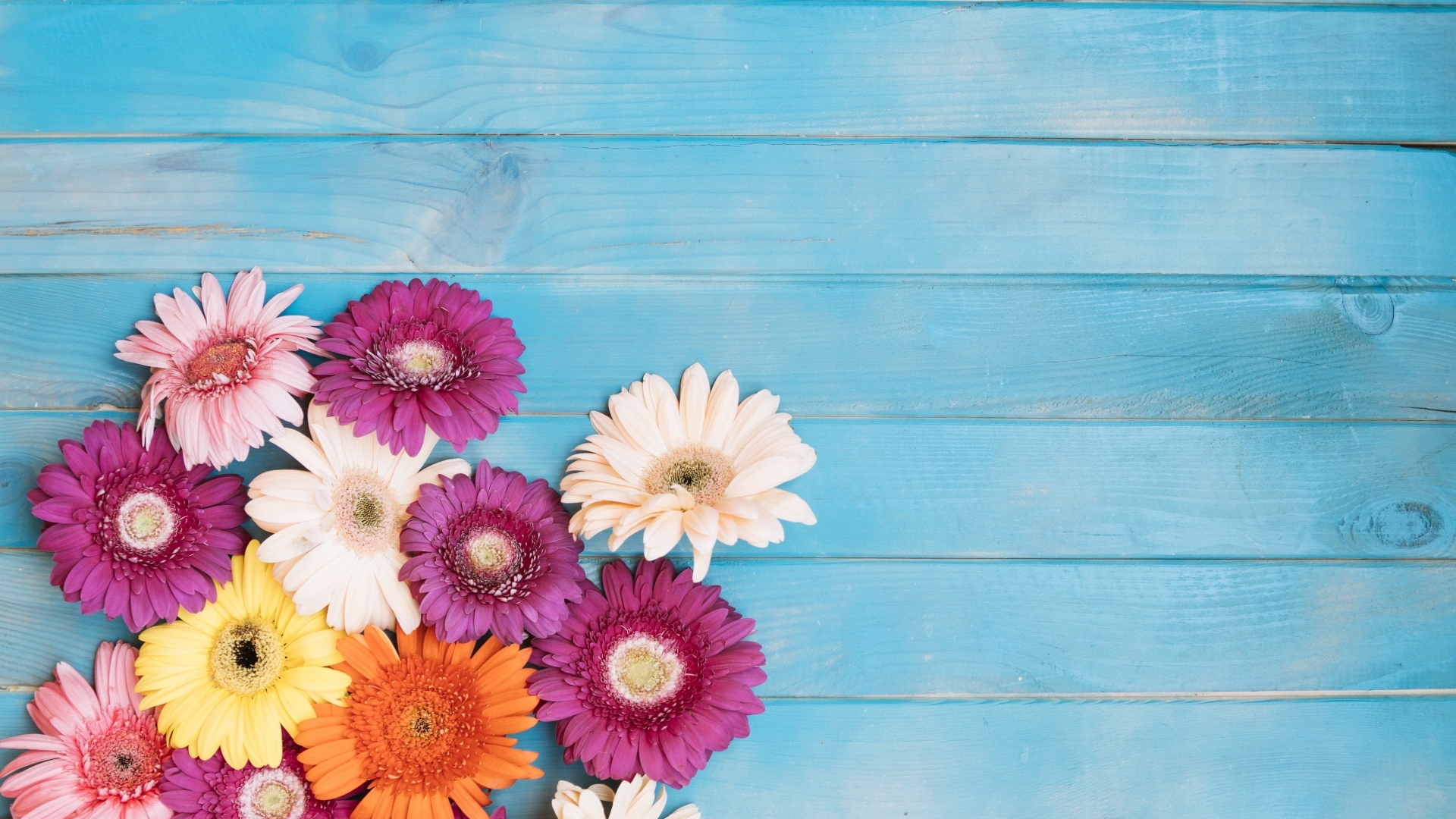 Разноцветные герберы на голубом фоне