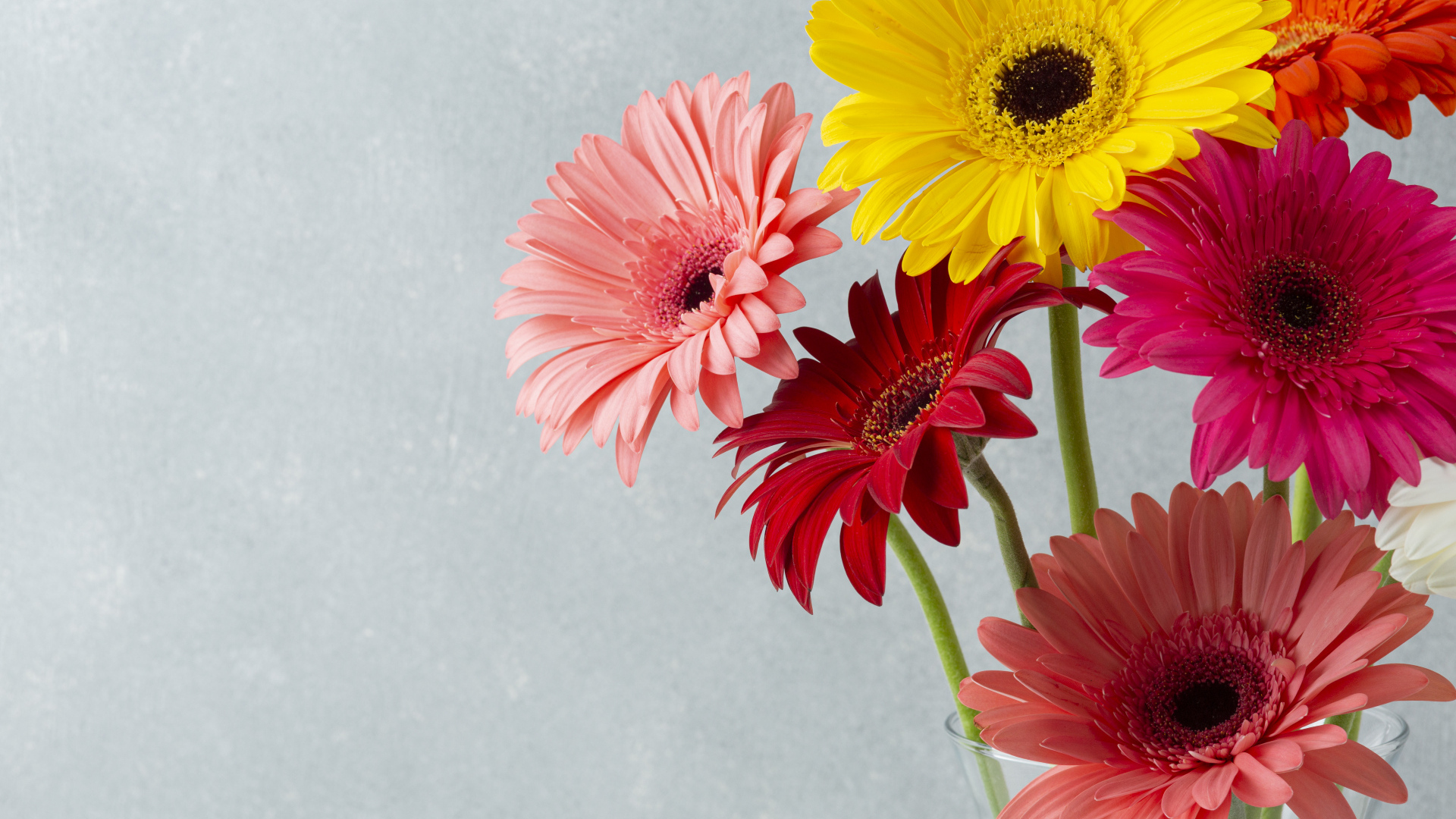 Разноцветные герберы на сером фоне крупным планом