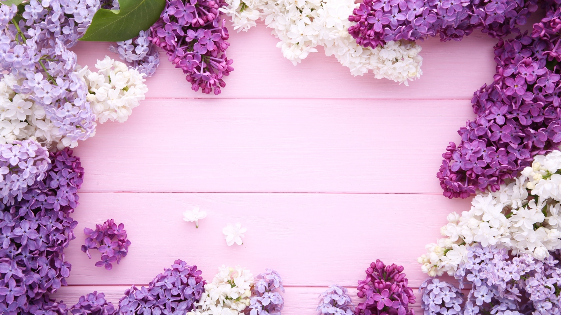 Разноцветные цветы сирени на розовом фоне