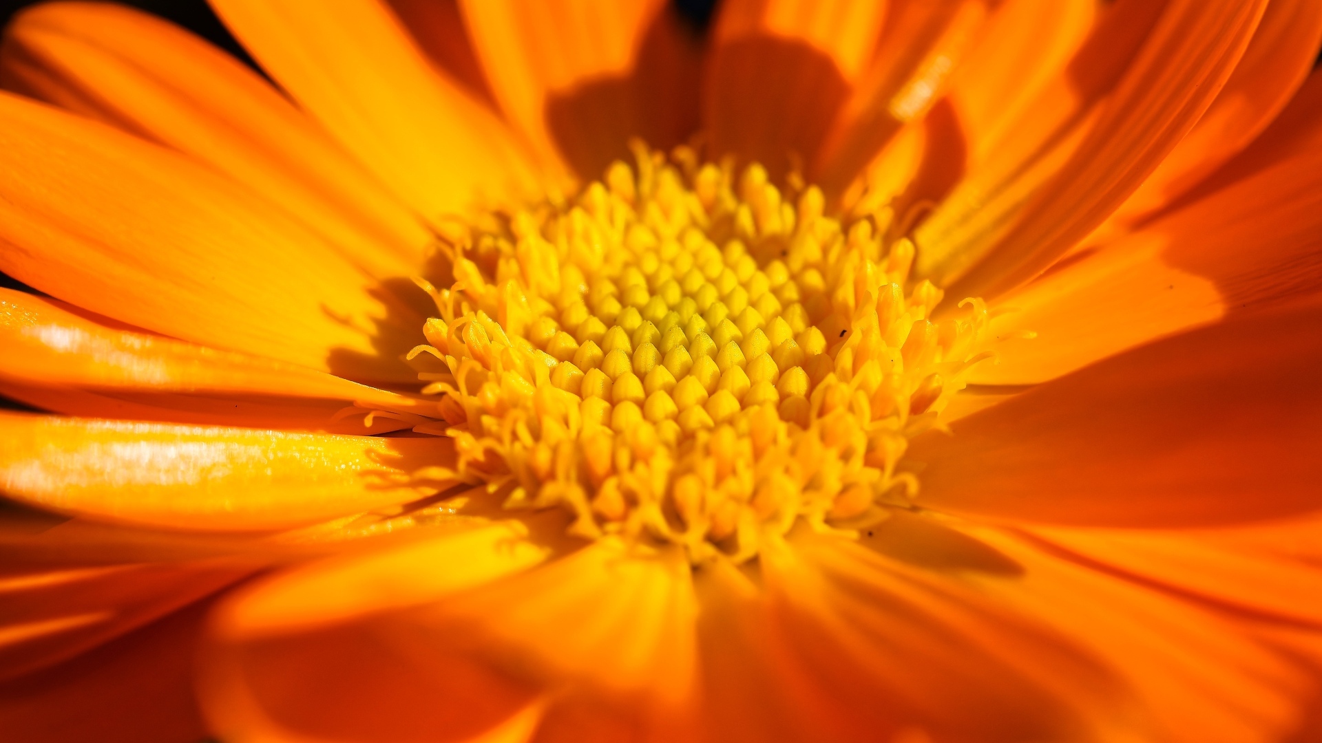 Оранжевый цветок георгина крупным планом