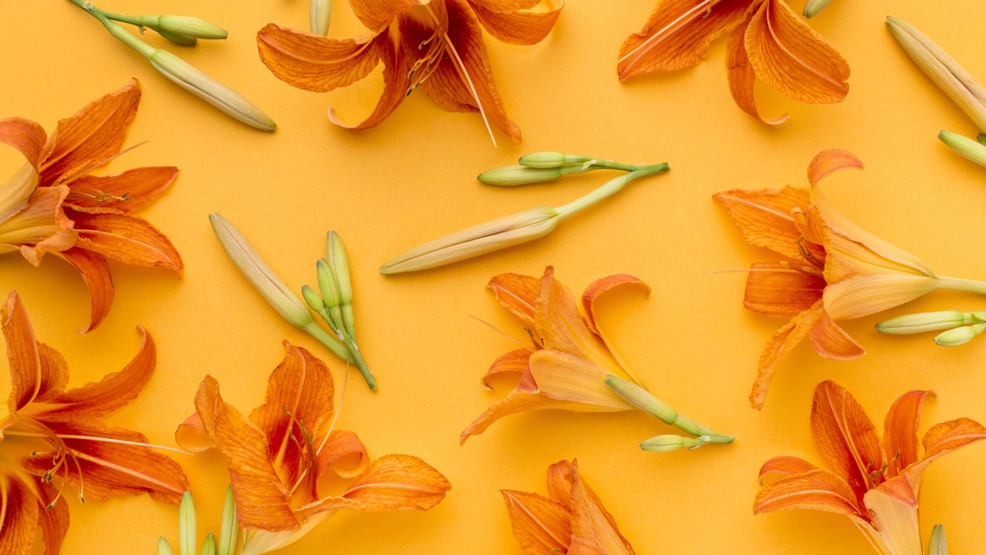 Оранжевые цветы лилейника на желтом фоне
