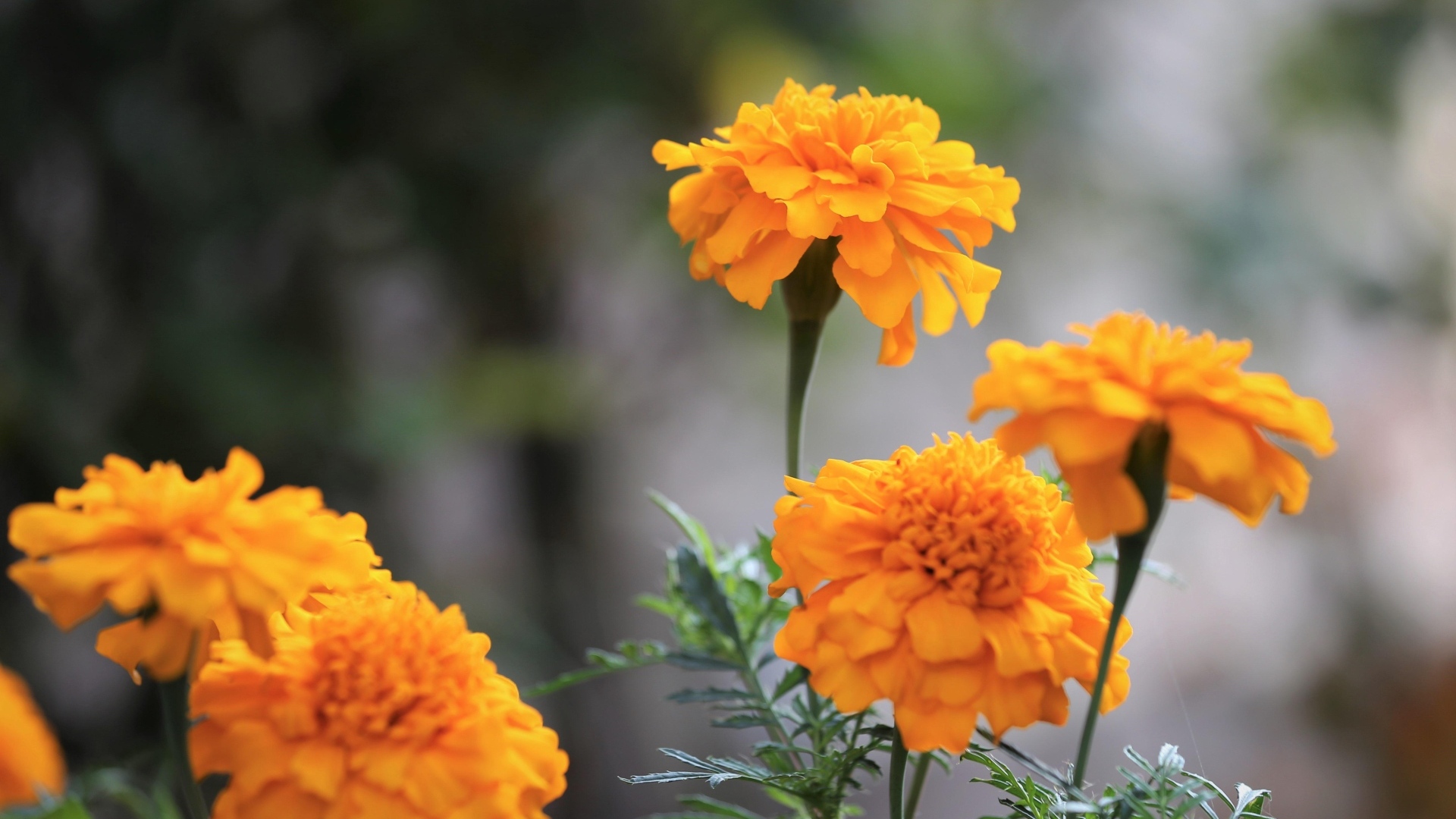 Оранжевые садовые цветы бархатцы