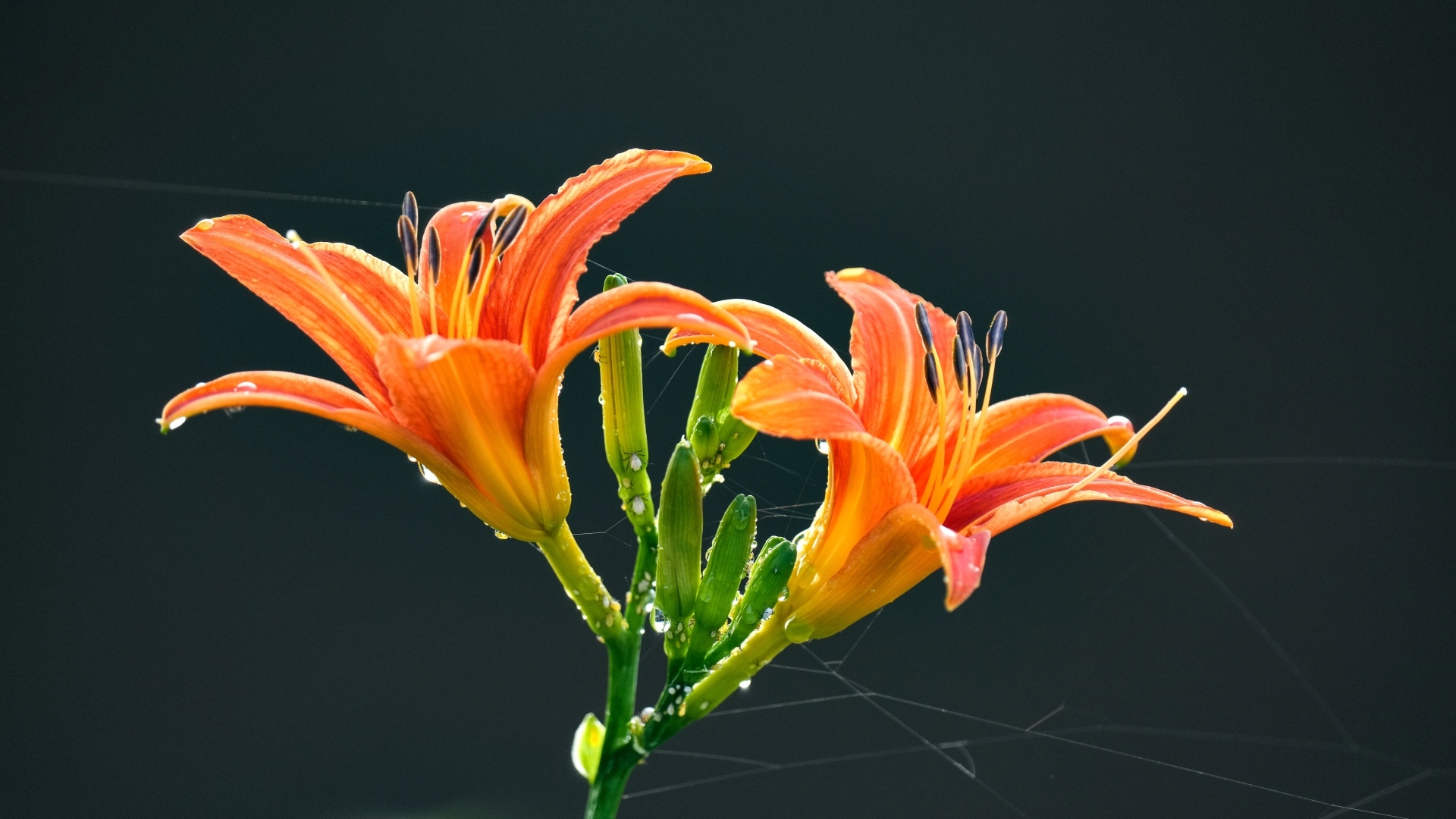 Оранжевые цветы лилии на черном фоне в каплях росы