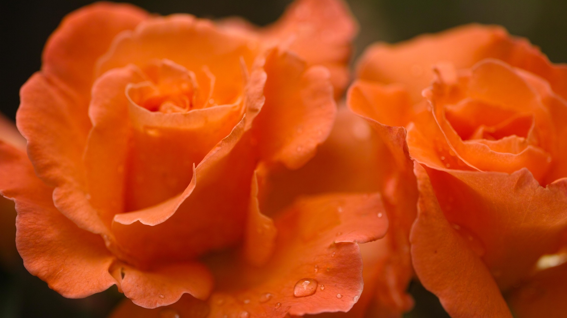 Оранжевые розы с каплями дождя на лепестках