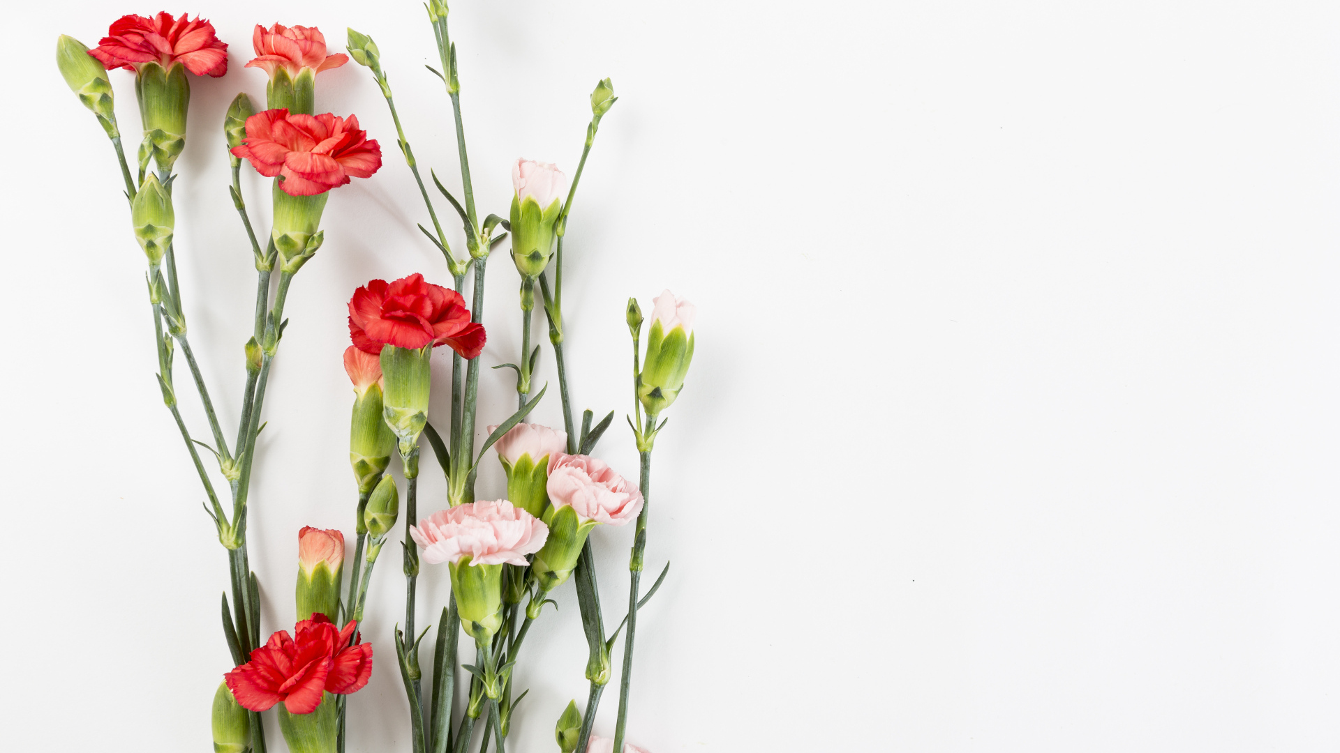 Розовые и красные гвоздики на сером фоне