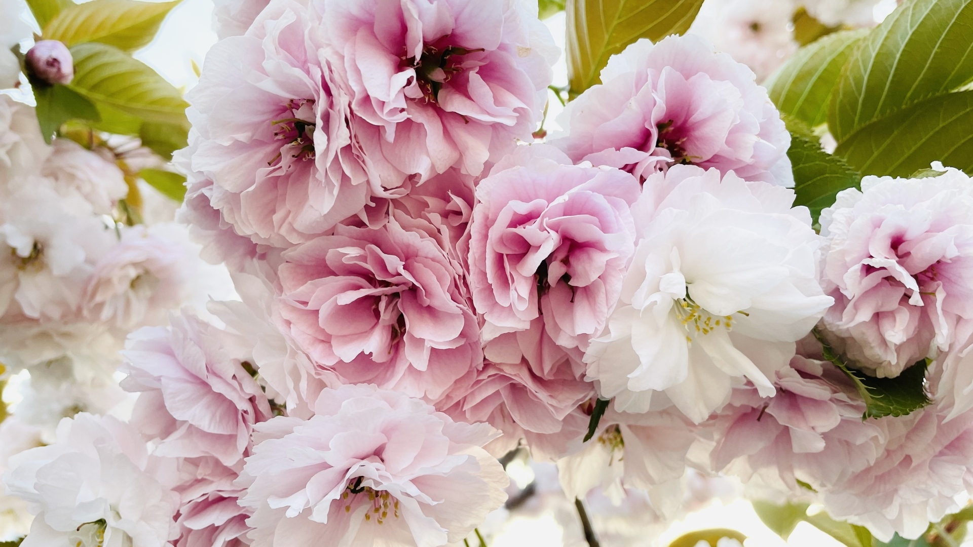 Розовые и белые цветы луизеания крупным планом