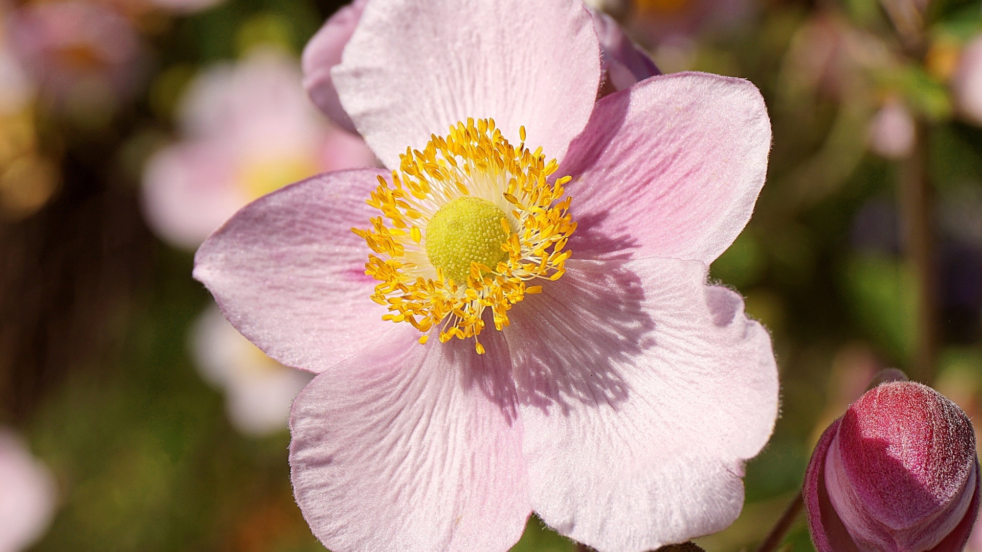 Розовый цветок анемона с бутоном крупным планом